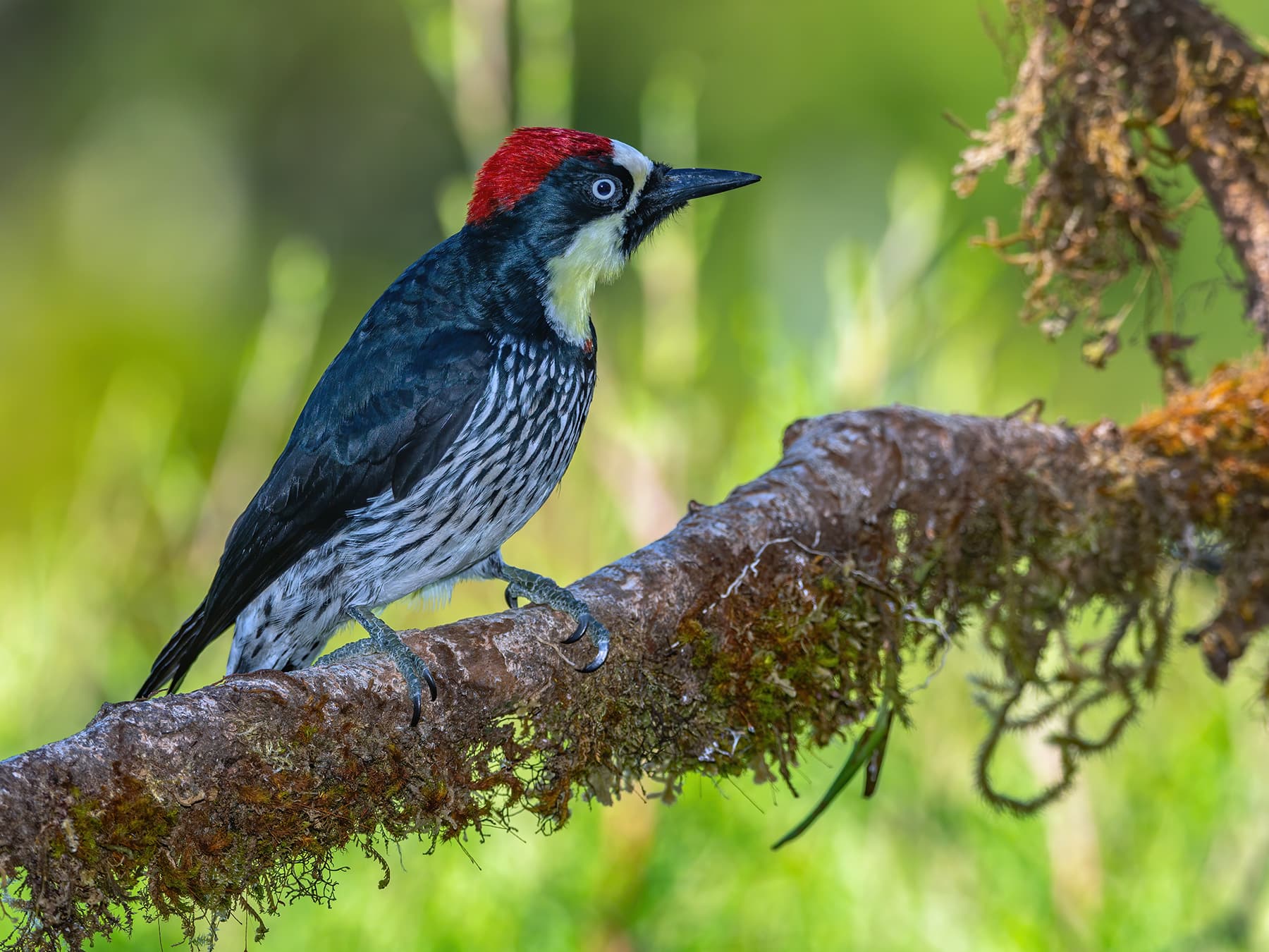 Acorn Woodpecker