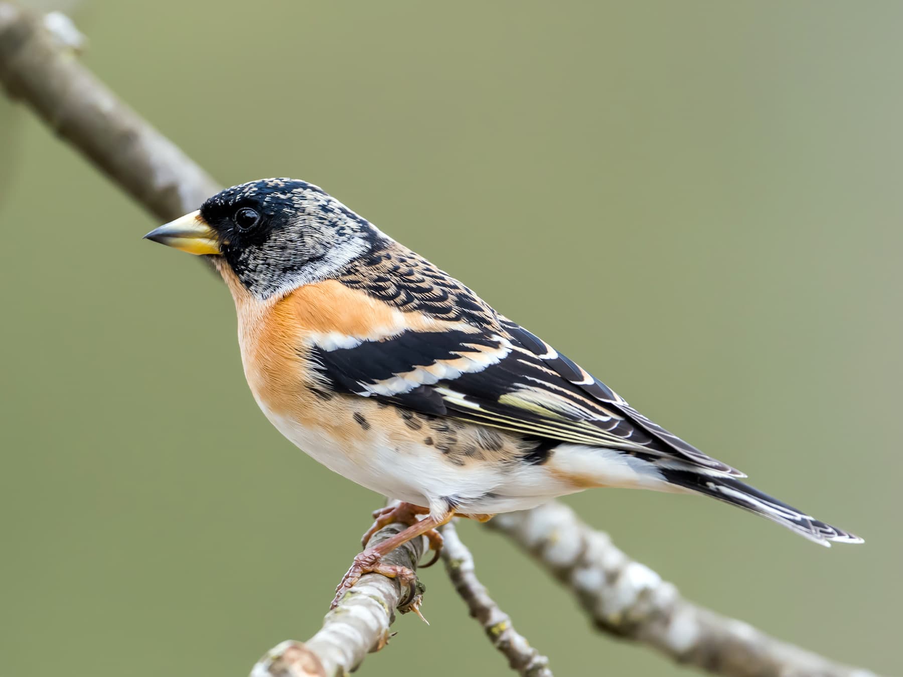 Brambling