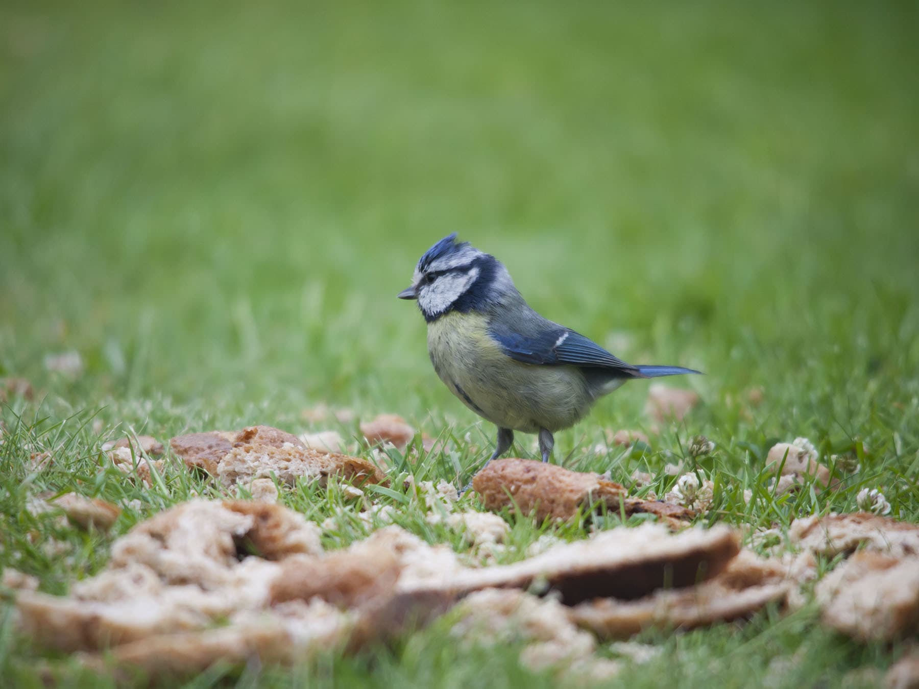 Can Birds Eat Bread?