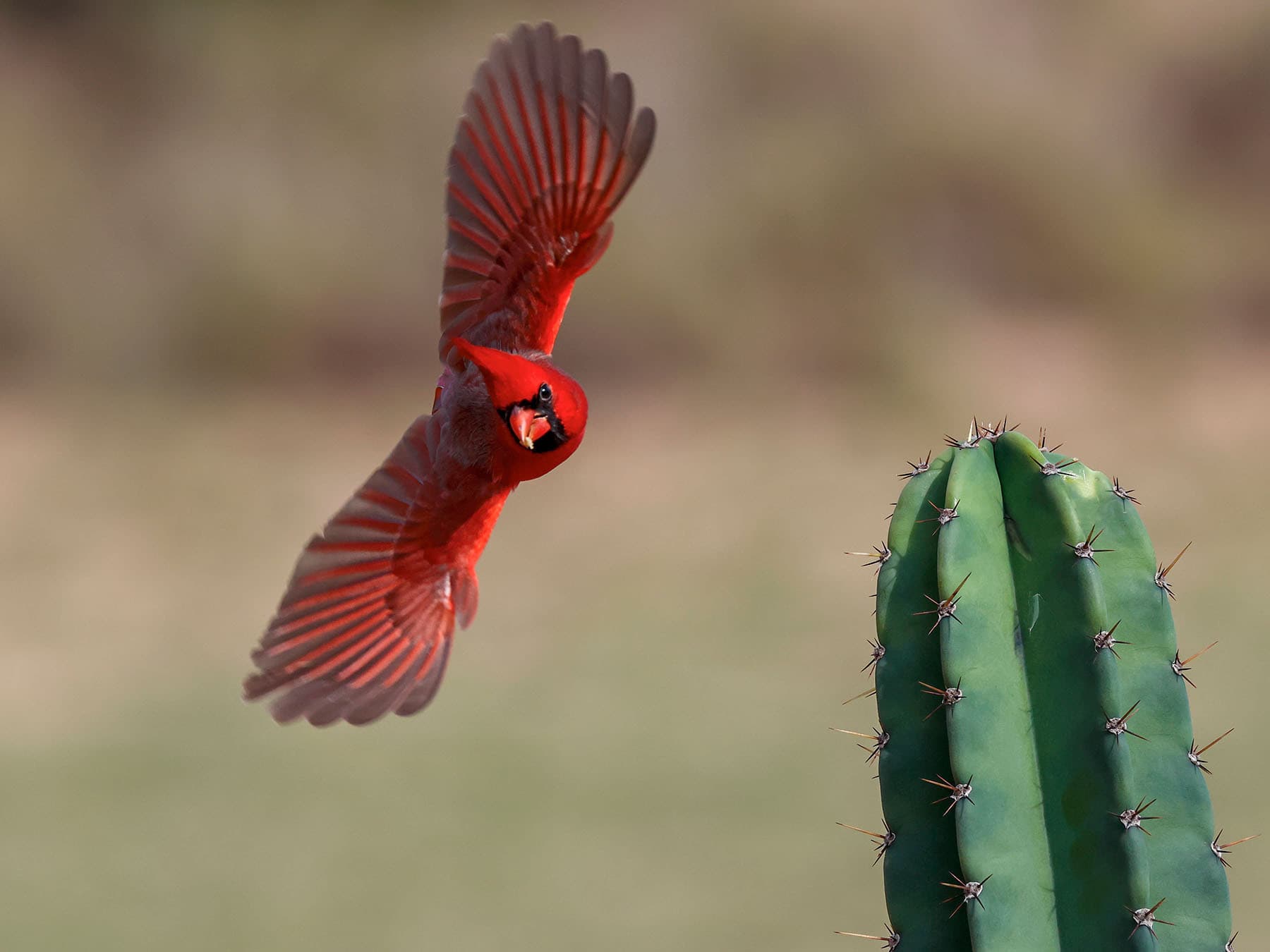 Northern Cardinals In Texas (All You Need To Know)