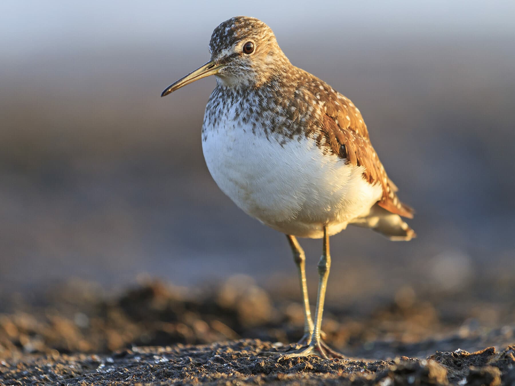 Common Sandpiper