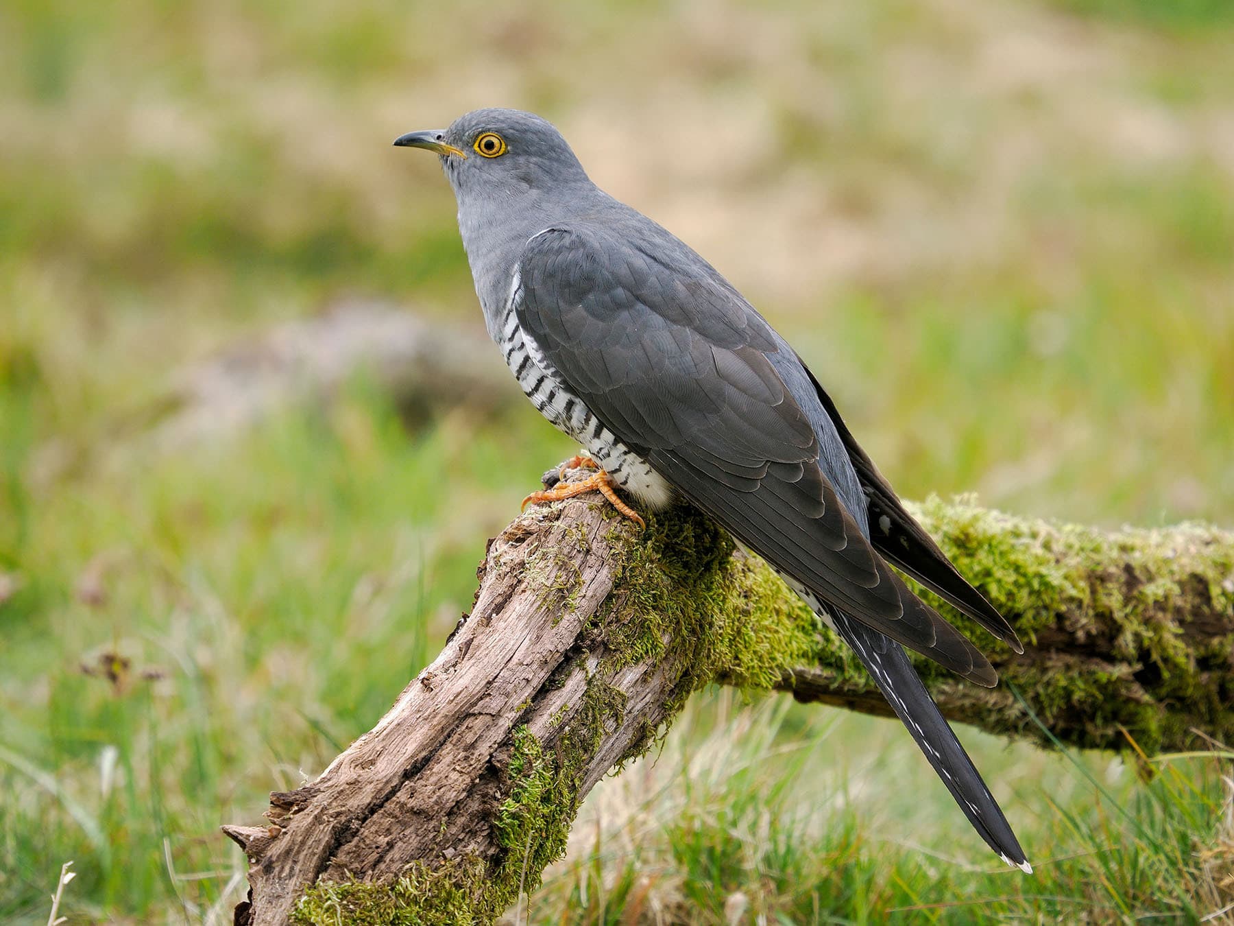 Woodlands are one of the best places to spot Cuckoos