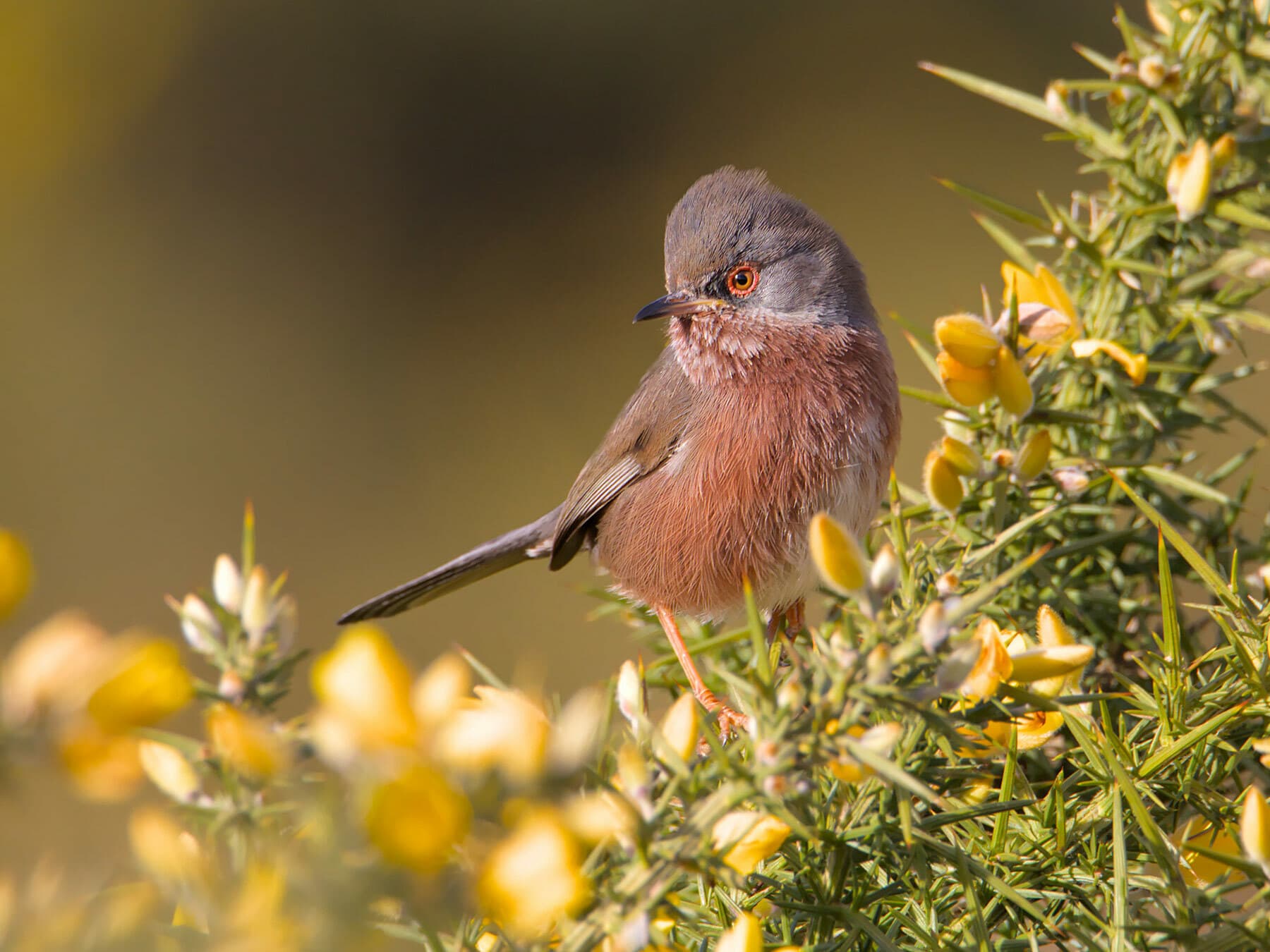 Close up of a Dartford Warbler