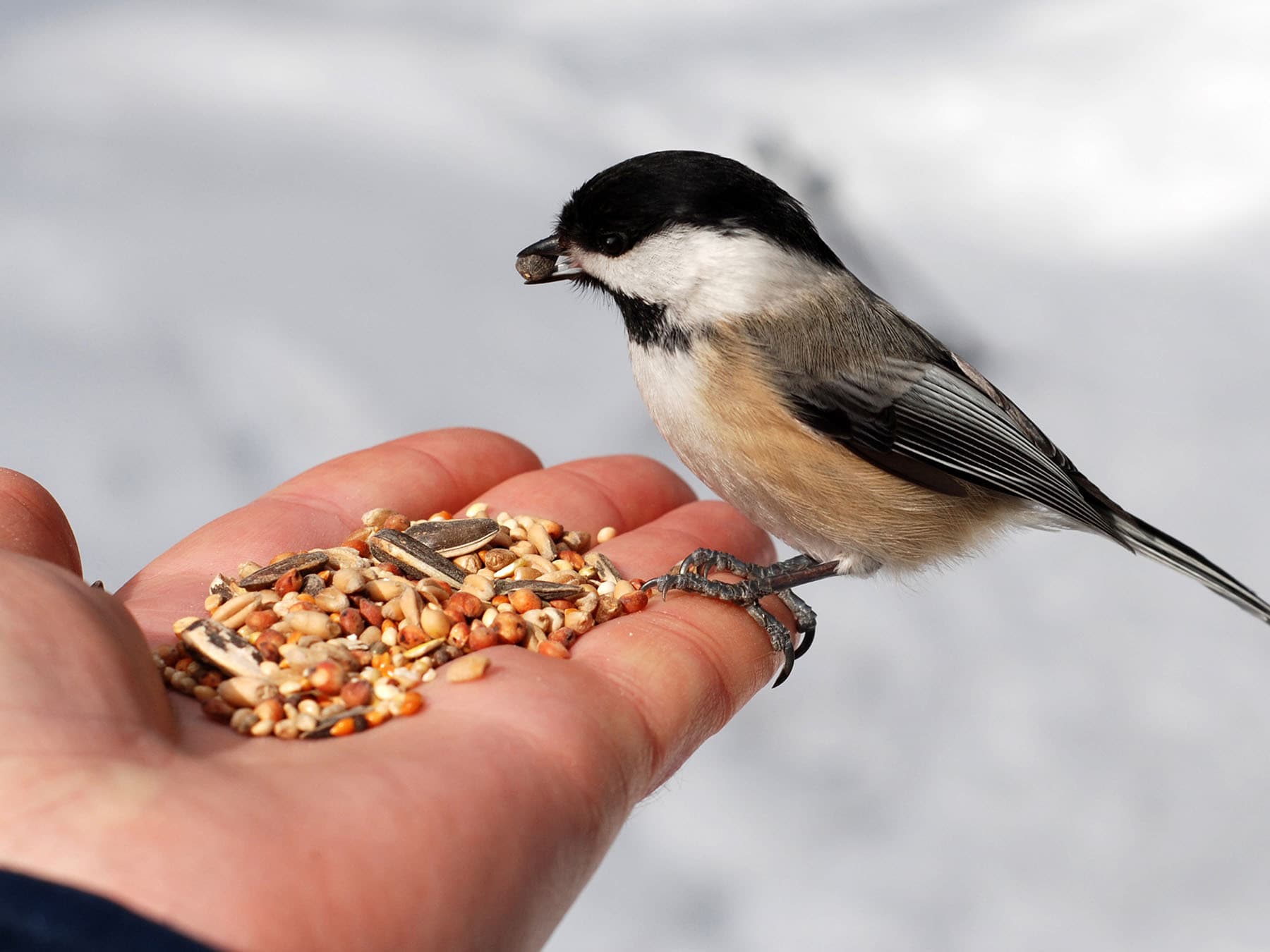 Feeding chickadee seeds
