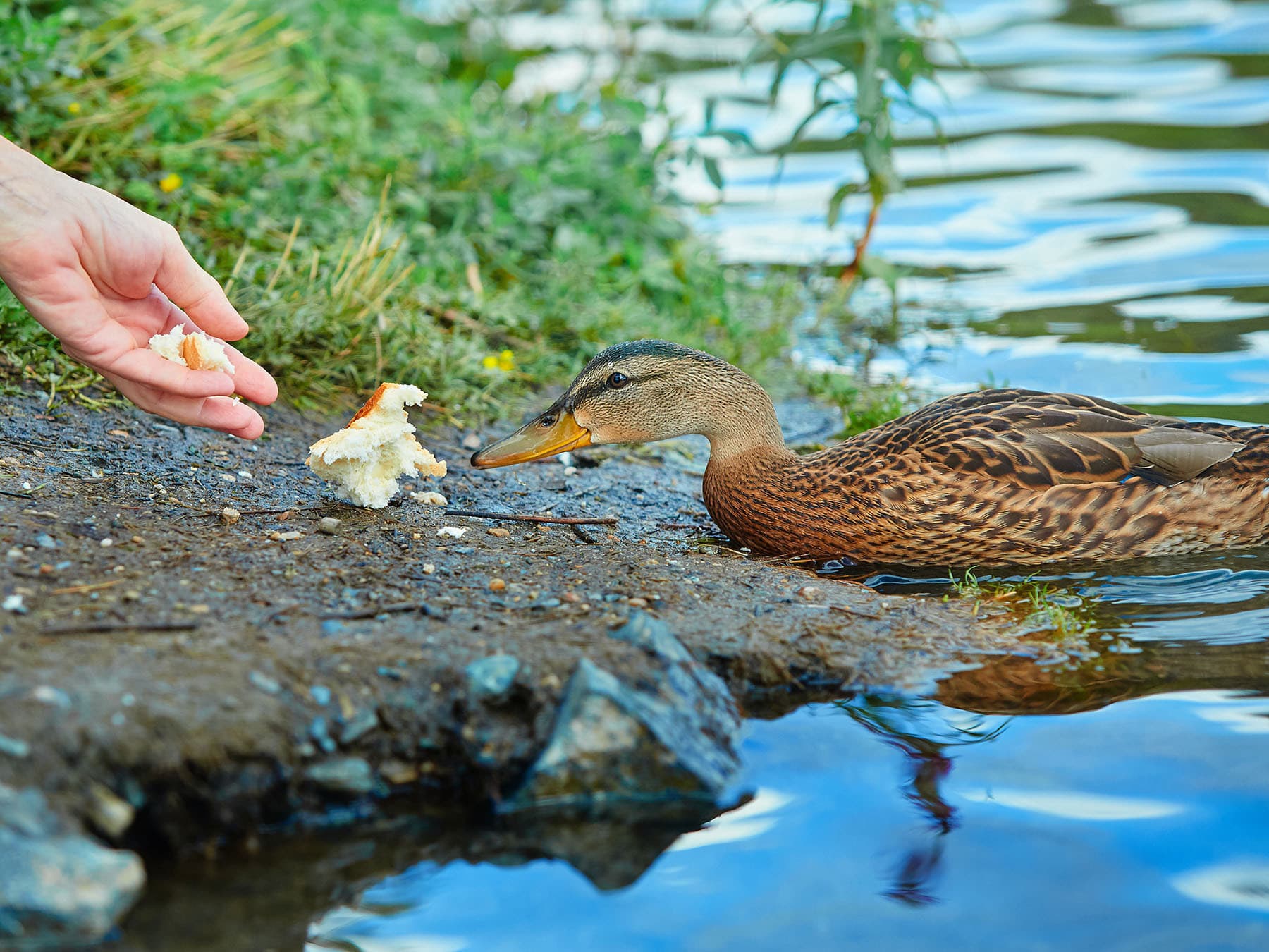 Feeding ducks bread