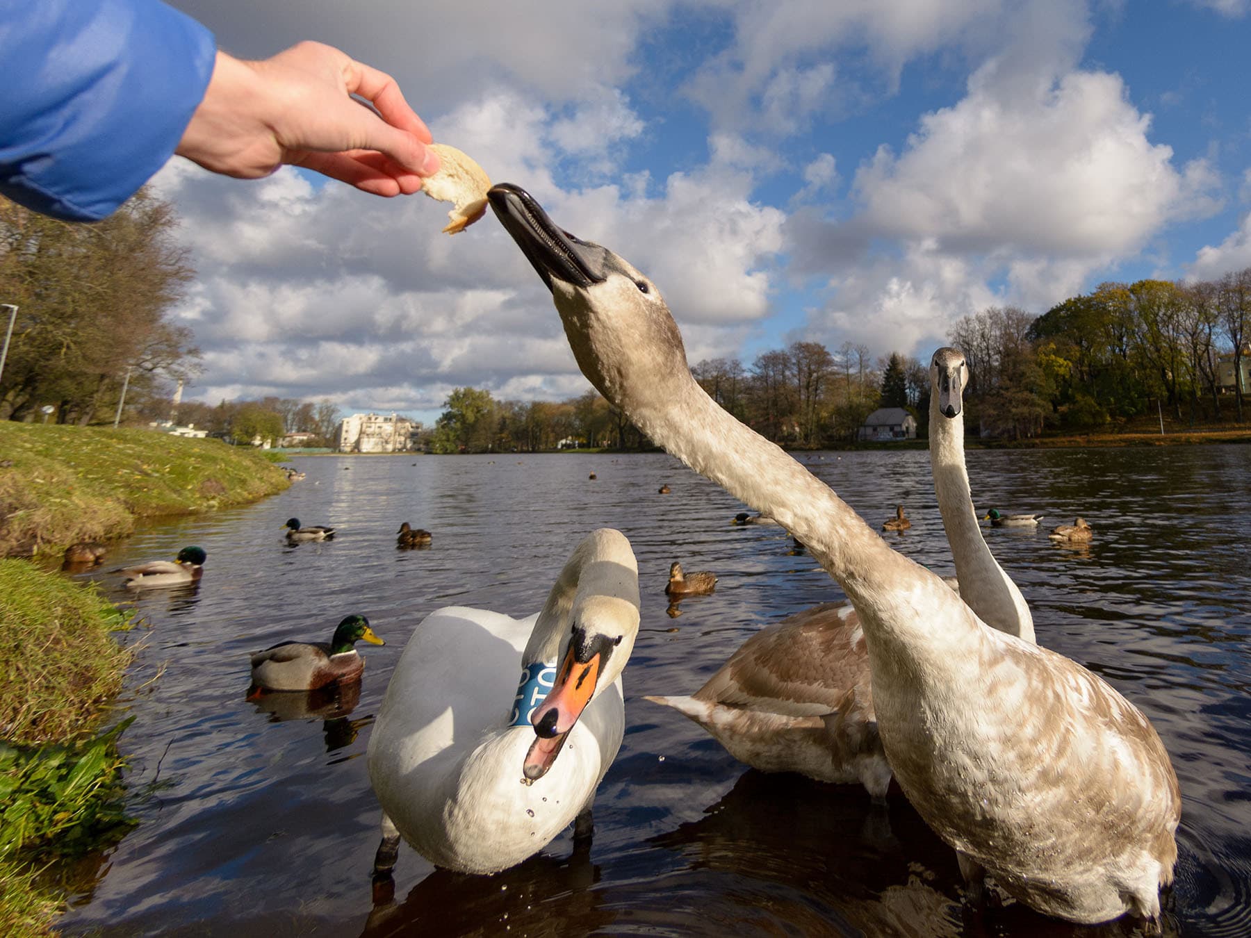 Feeding swans bread