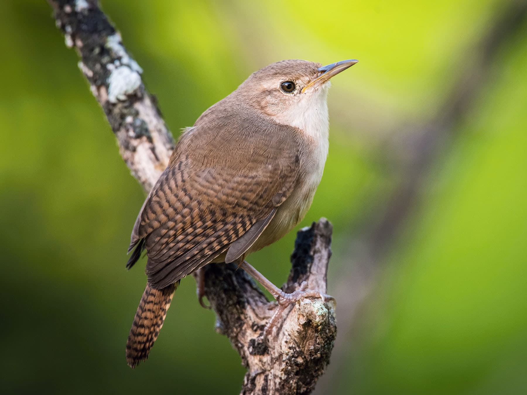 Female House Wrens (Male vs Female Identification)