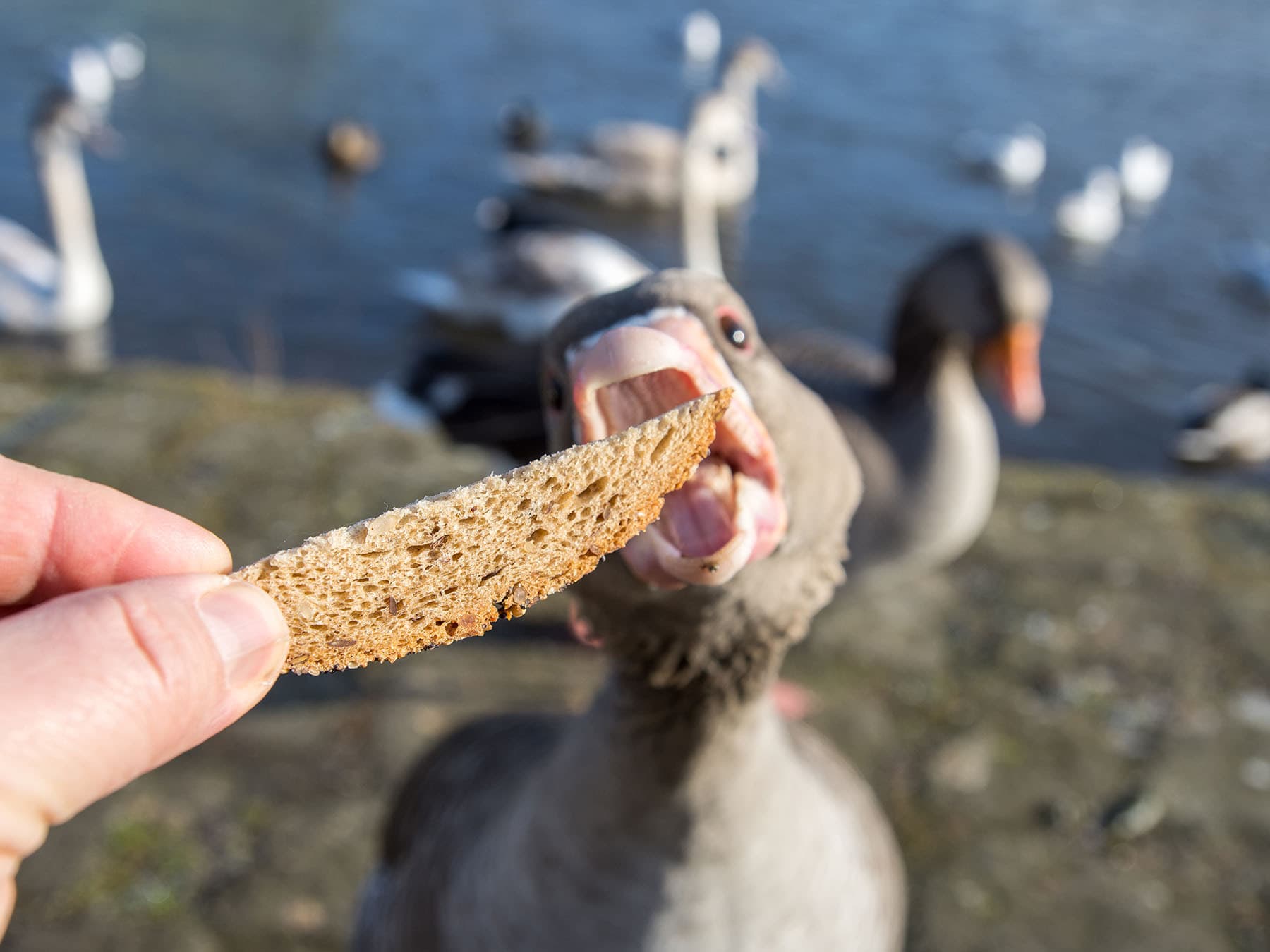 Geese eating wholemeal bread
