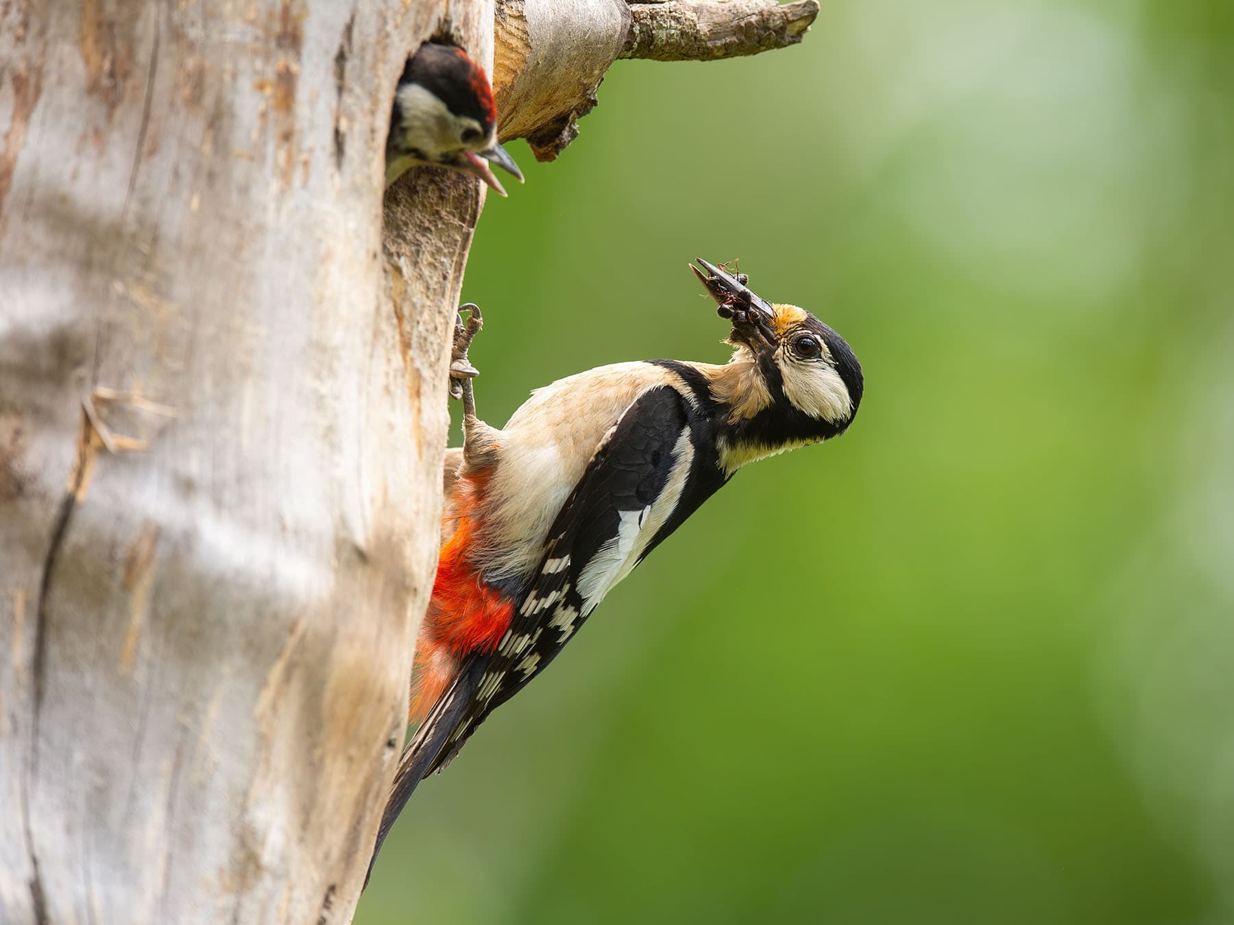 Great spotted woodpecker feeding chick