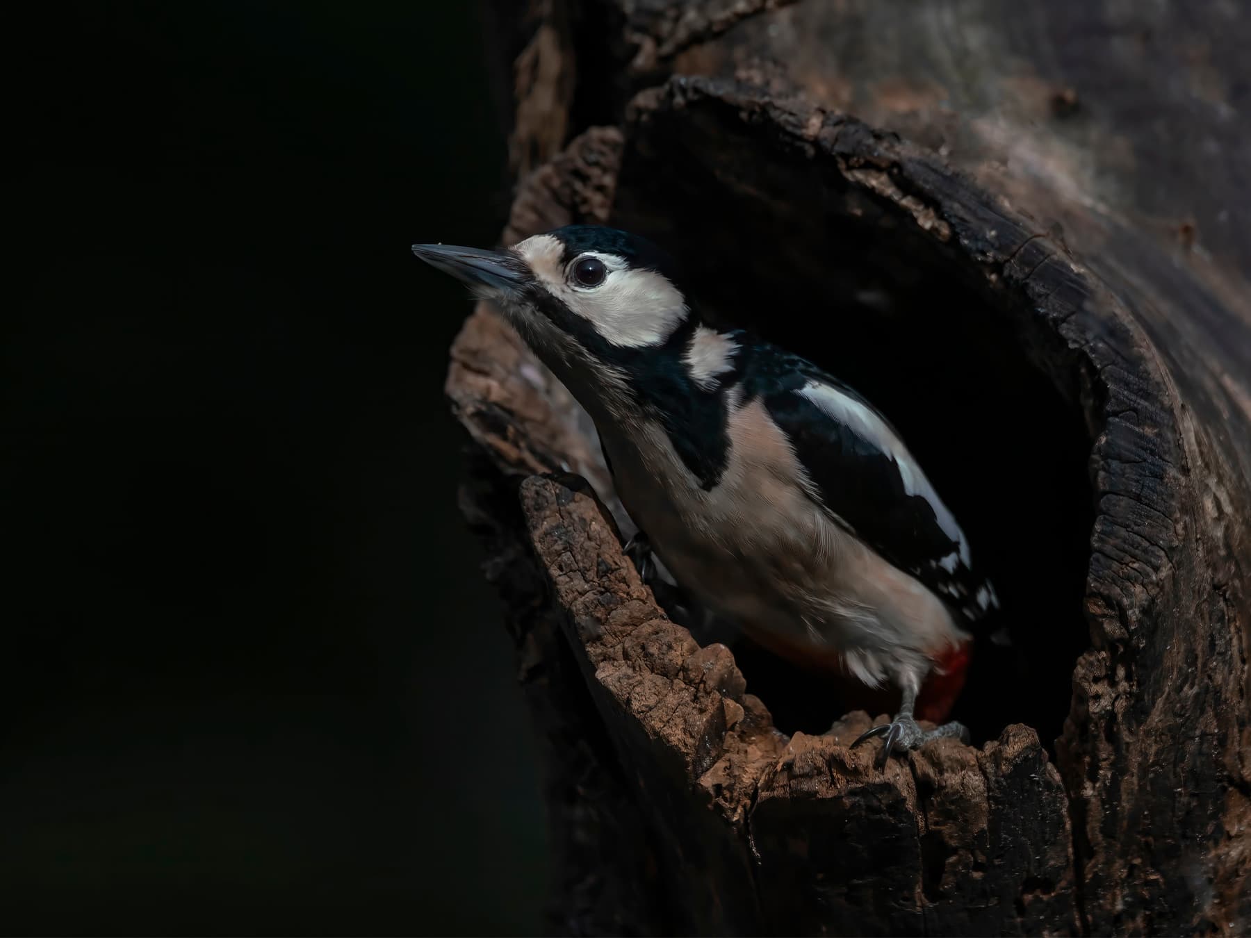 Great spotted woodpecker in tree cavity