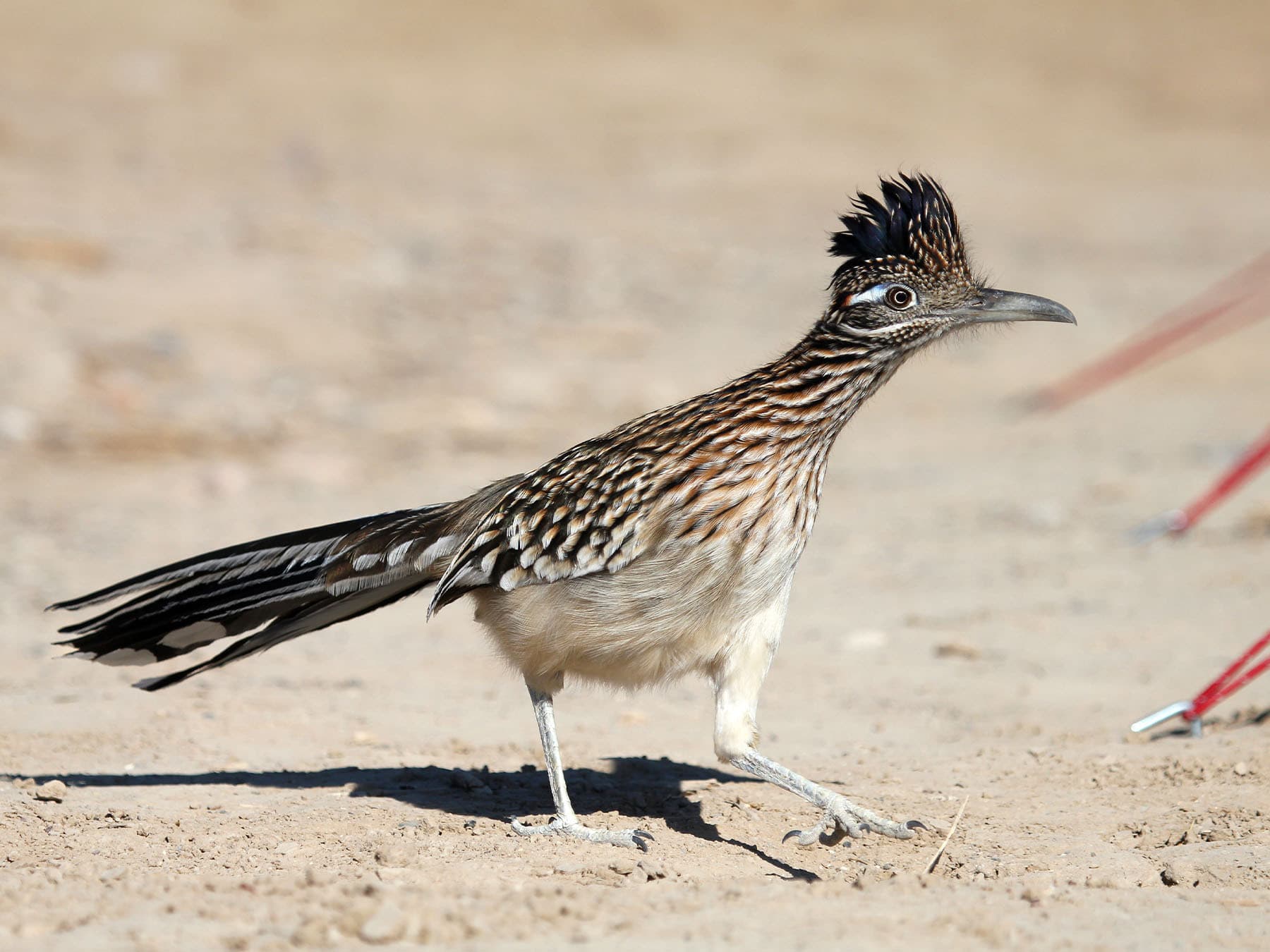 Greater roadrunner in natural habitat