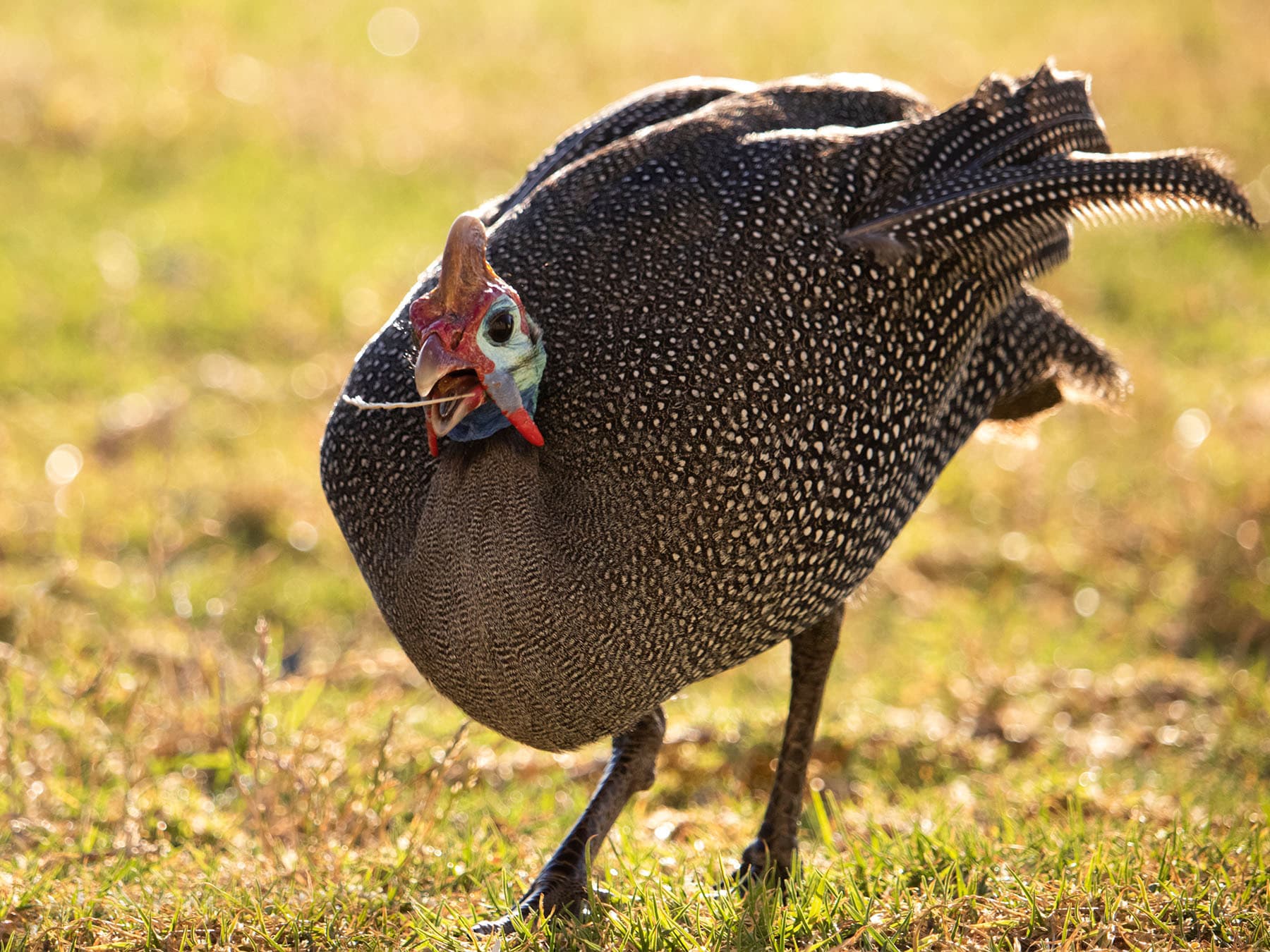 Helmeted guineafowl eating