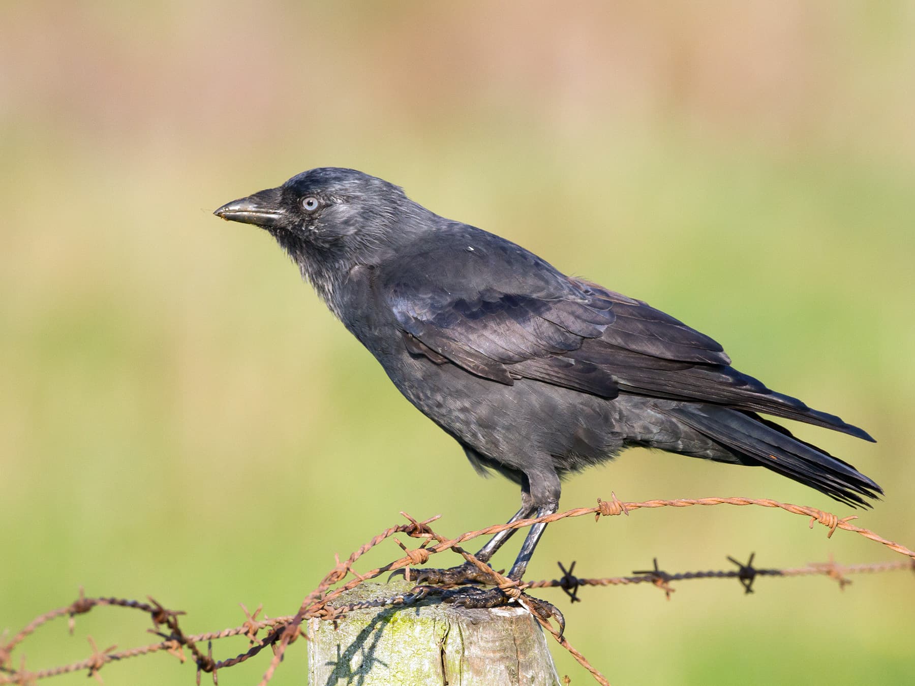 Jackdaw