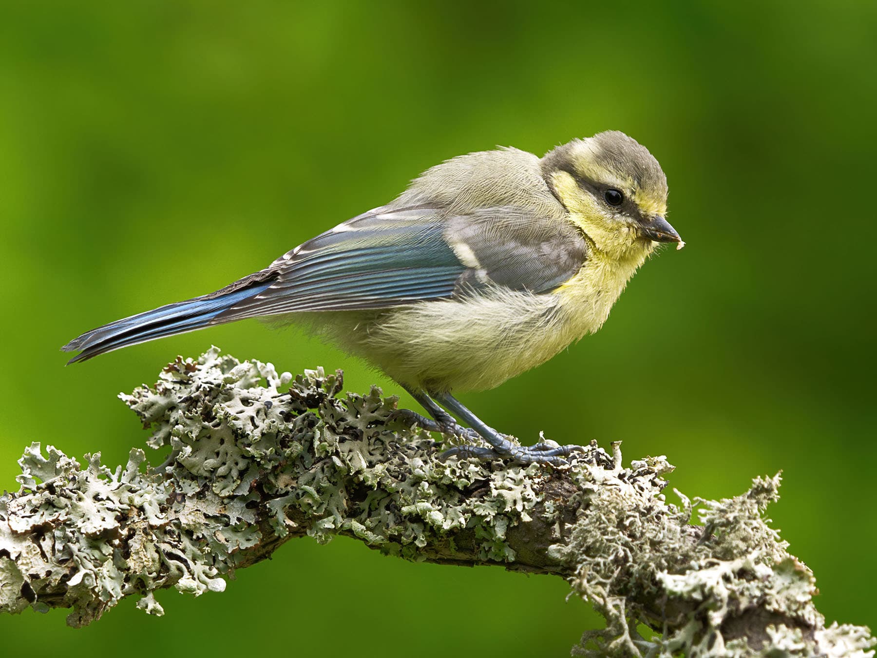 A young Blue Tit in summer: yellow face, olive cap, no blue on the head