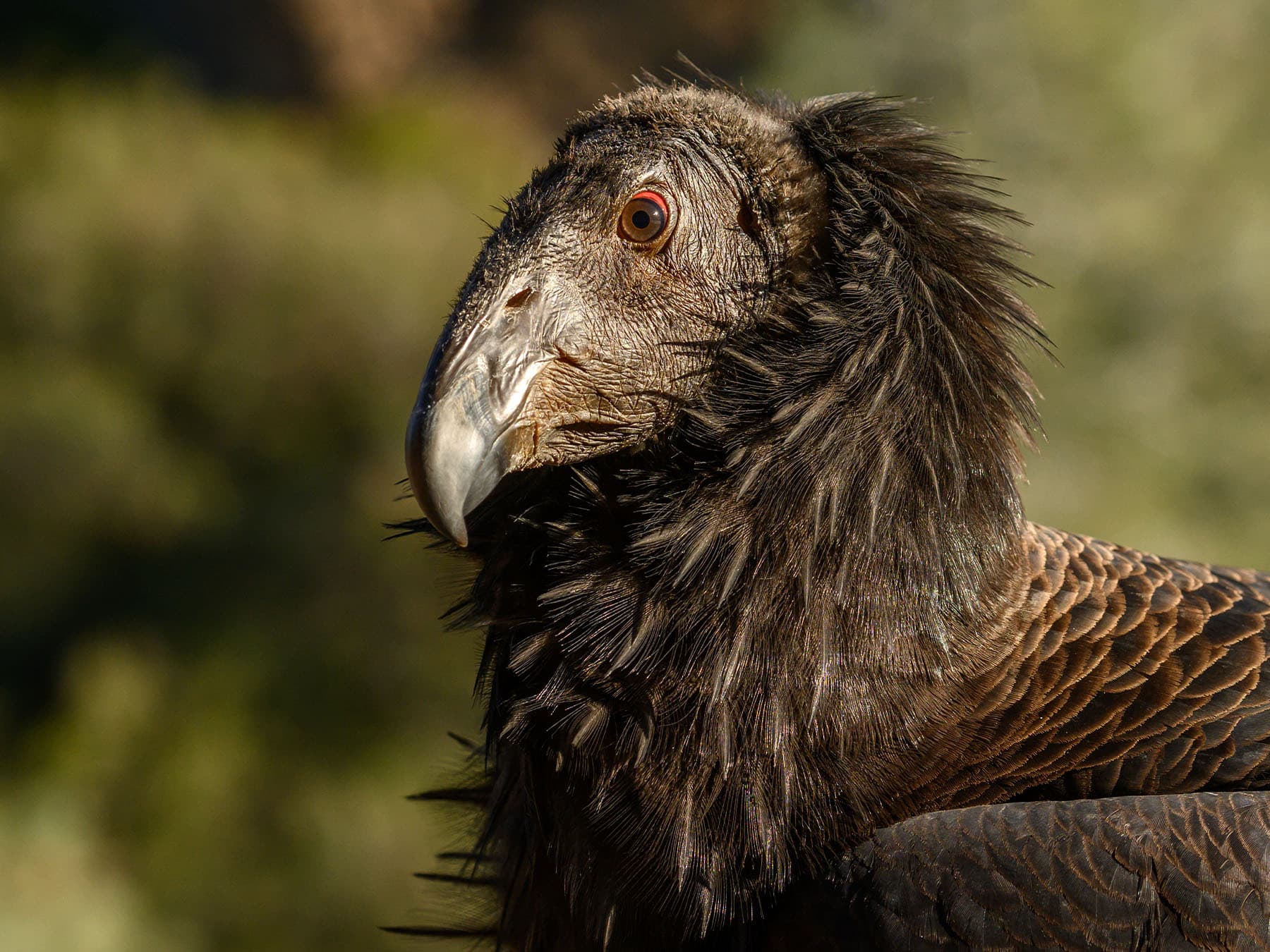 Portrait of a Juvenile California Condor