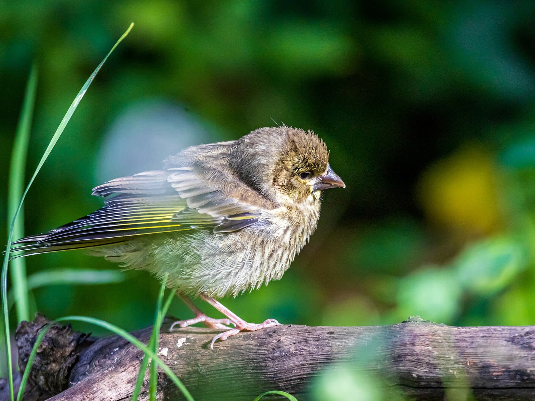 A young Greenfinch: buffish-brown, streaked below, with thin yellow wing edges