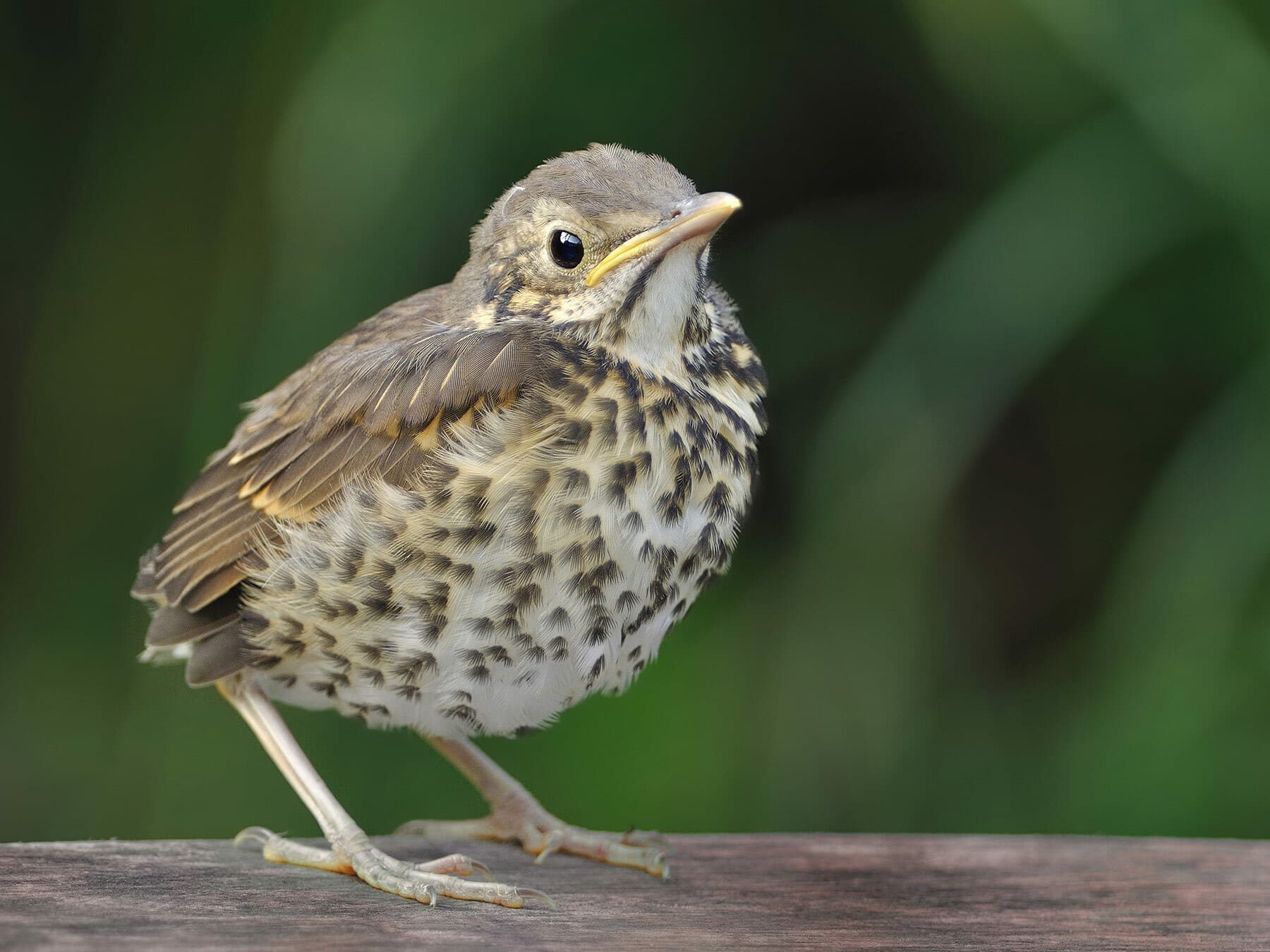 A young Song Thrush, fluffy and short-tailed, with buff tips to the wing feathers and a spotted breast