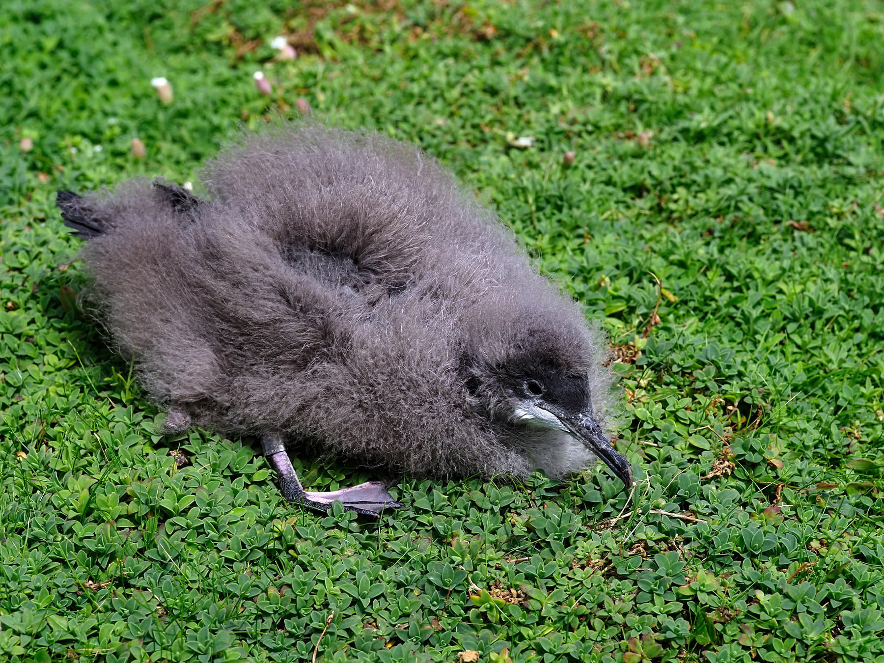 Young Manx Shearwater chick