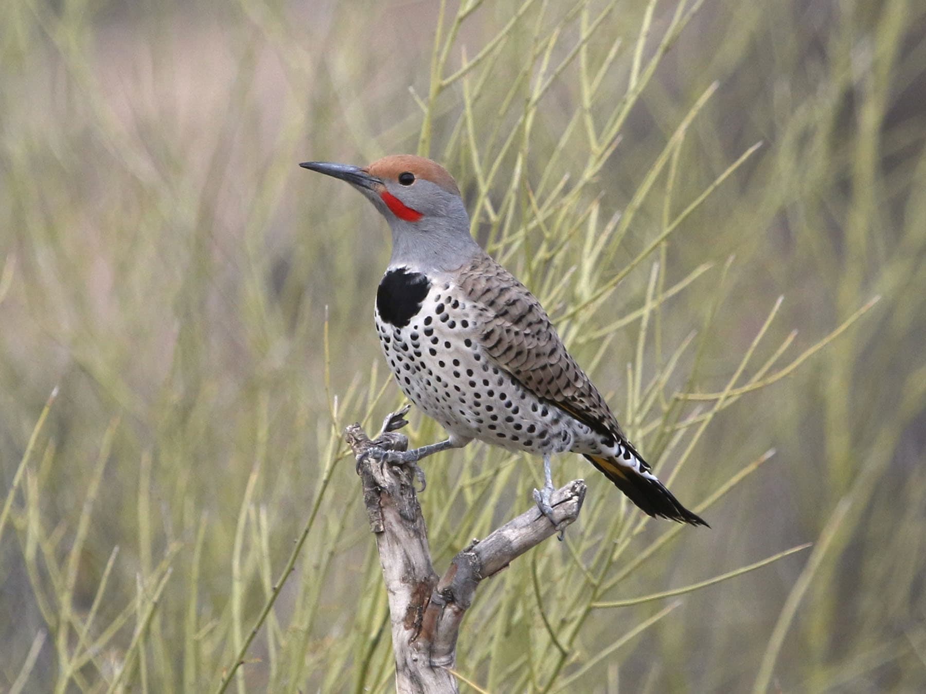 Northern flicker perched