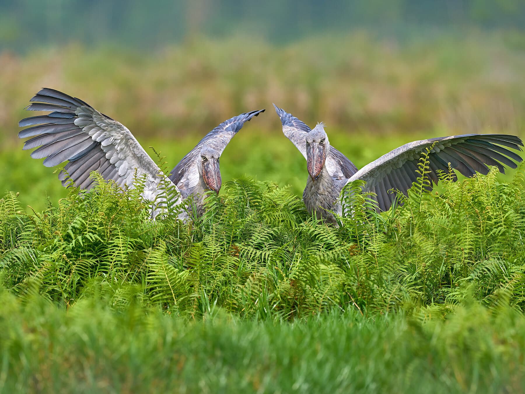 Pair of shoebills