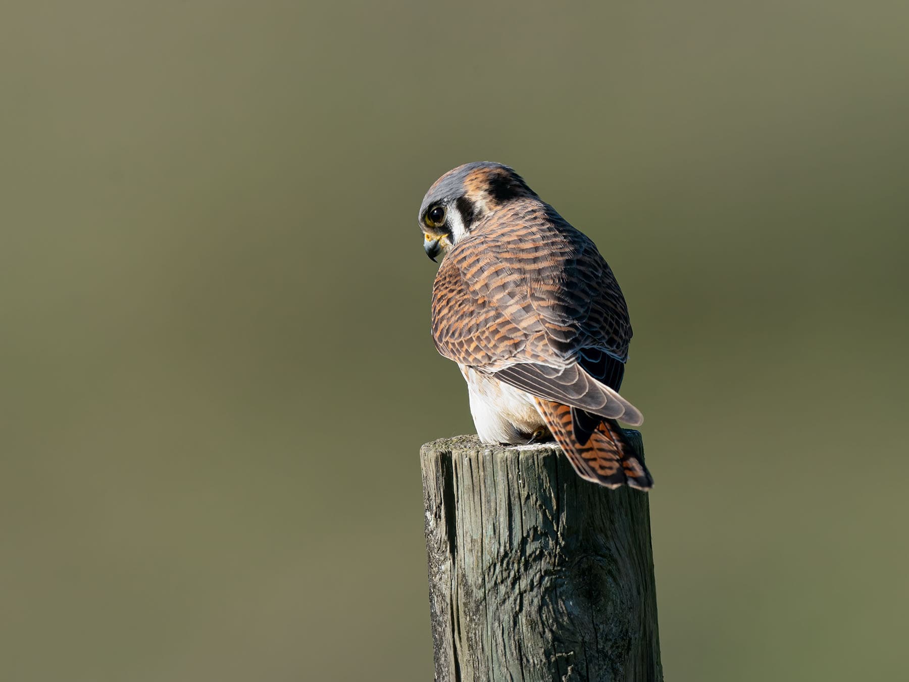 Perched female american kestrel
