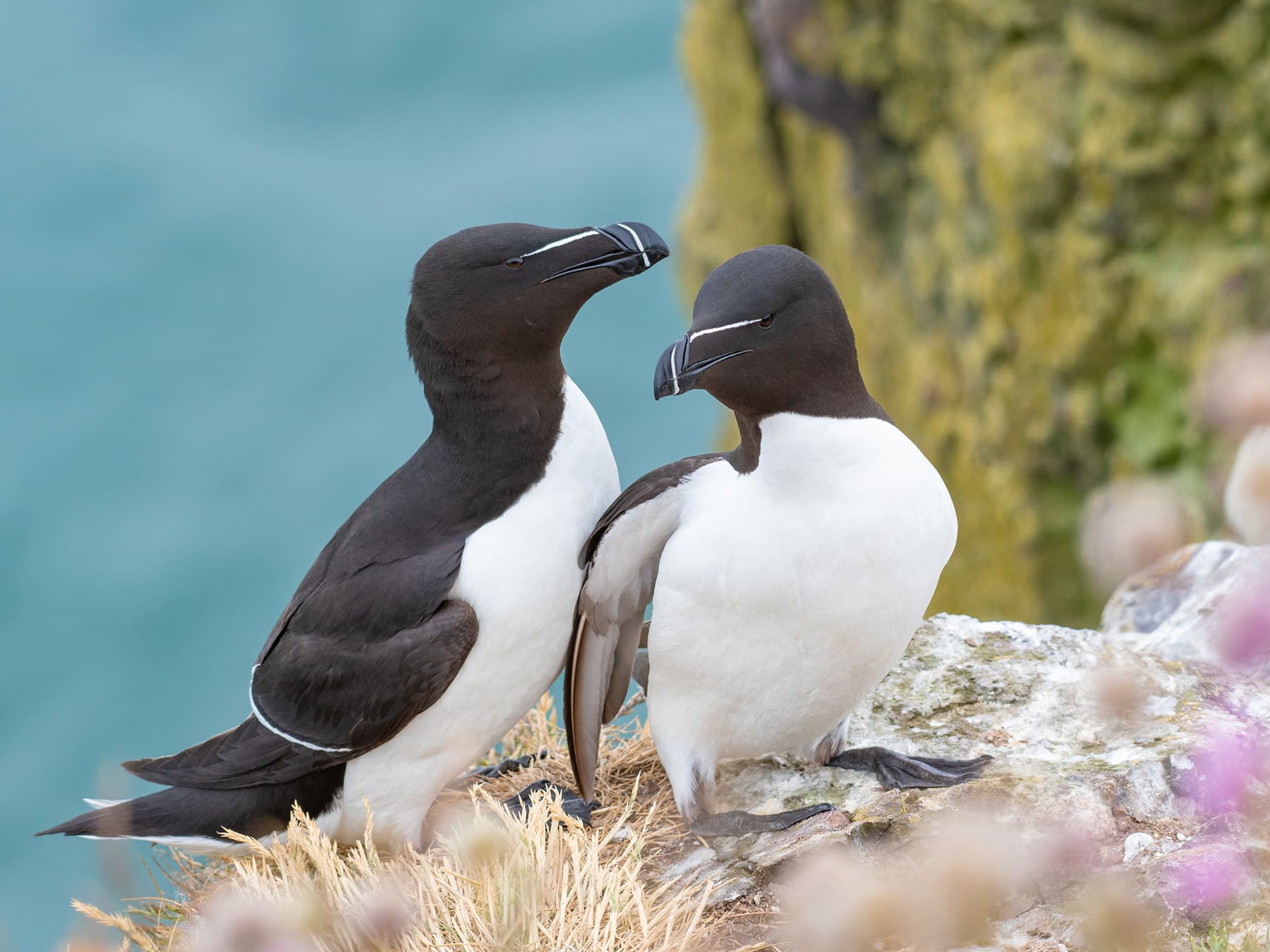 Razorbill