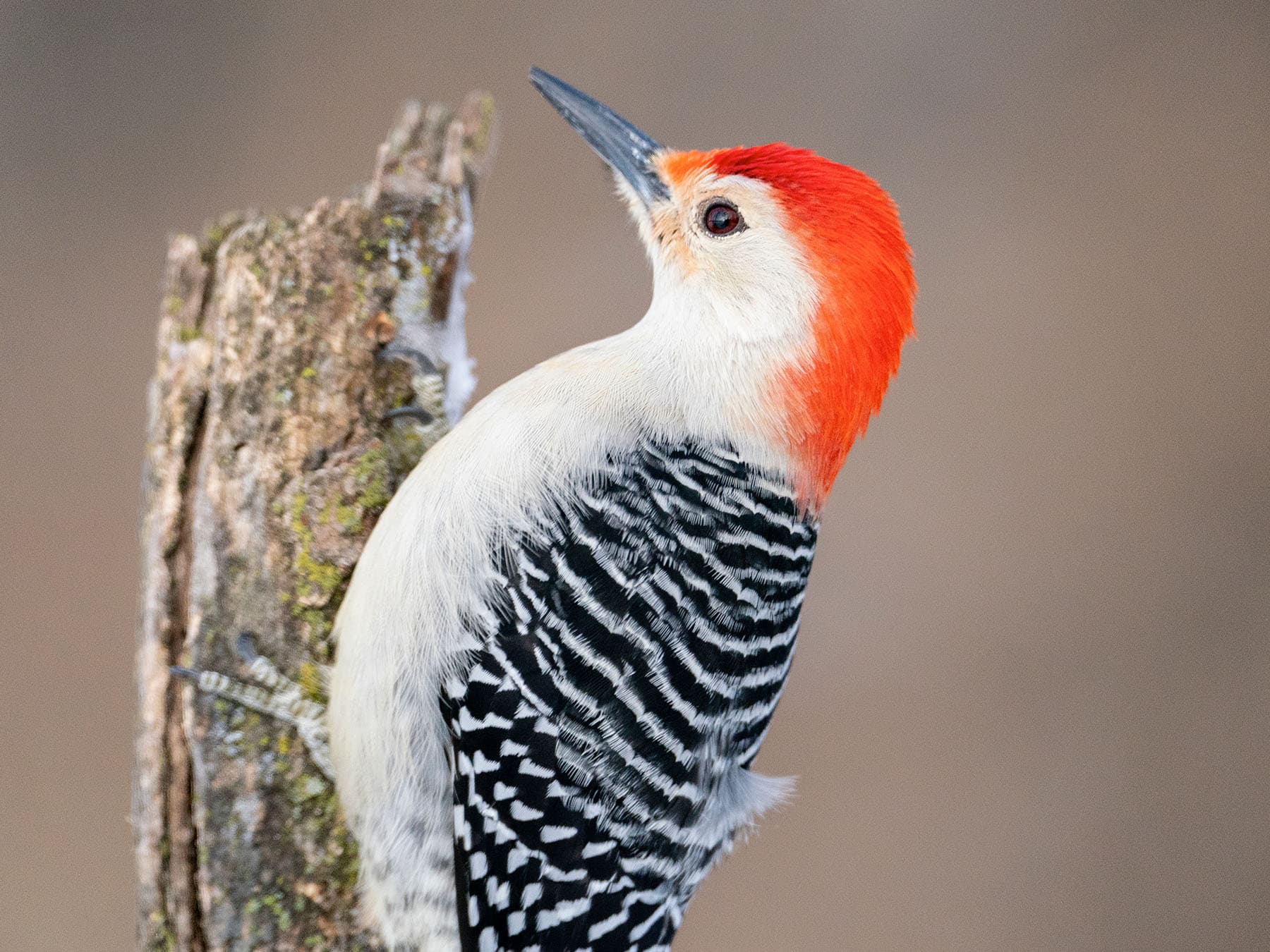 Red bellied woodpecker close