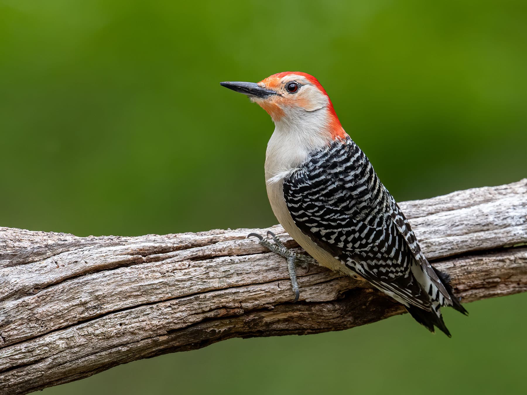 Red bellied woodpecker perched