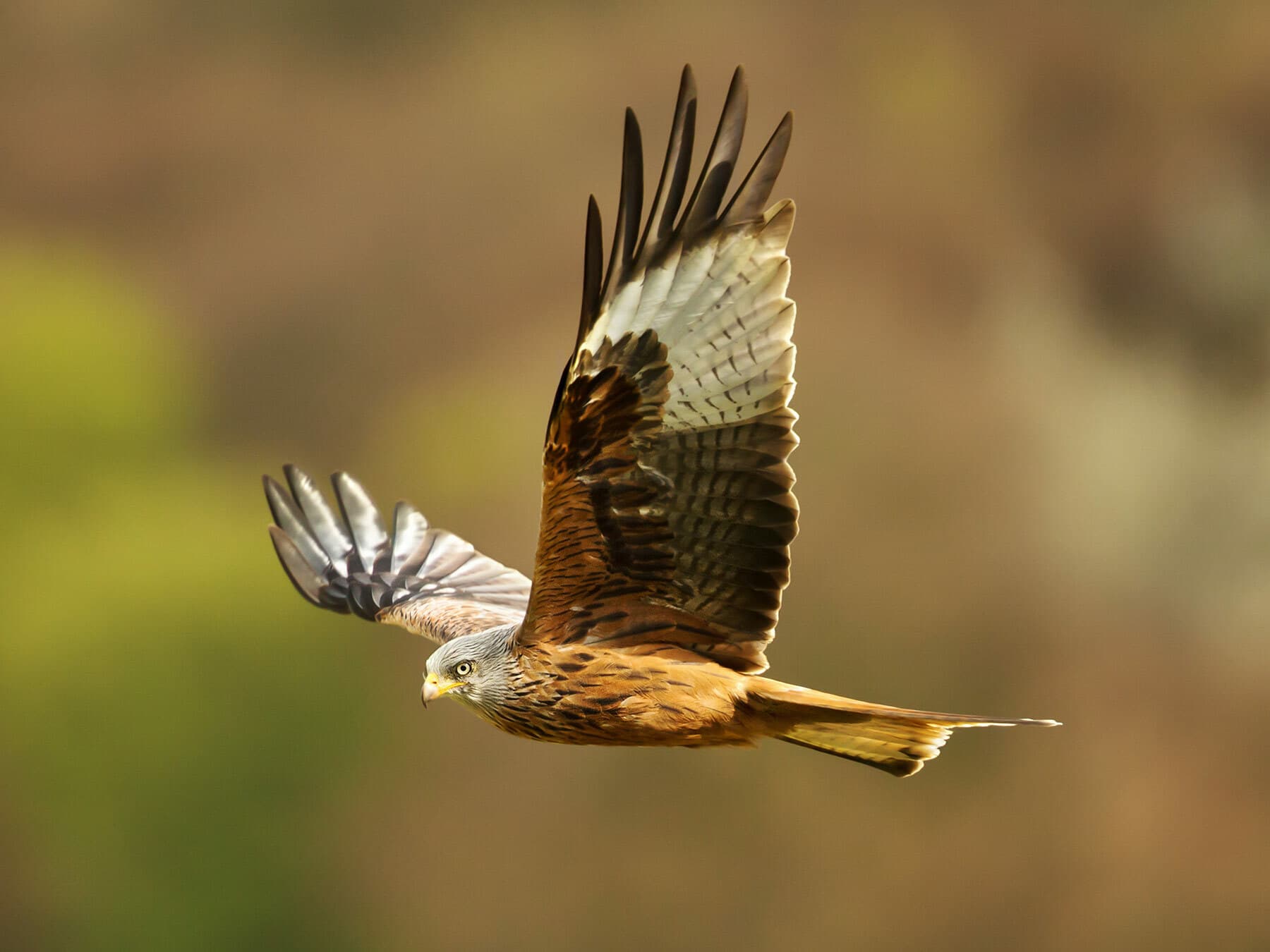 Red Kite