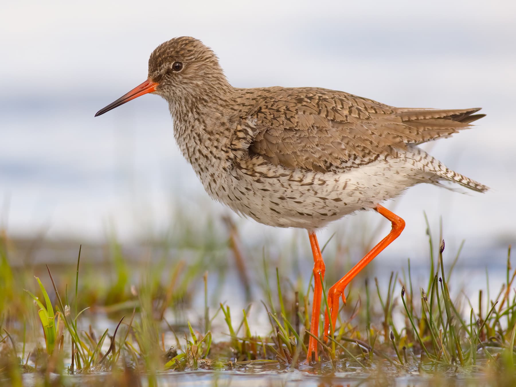 Redshank