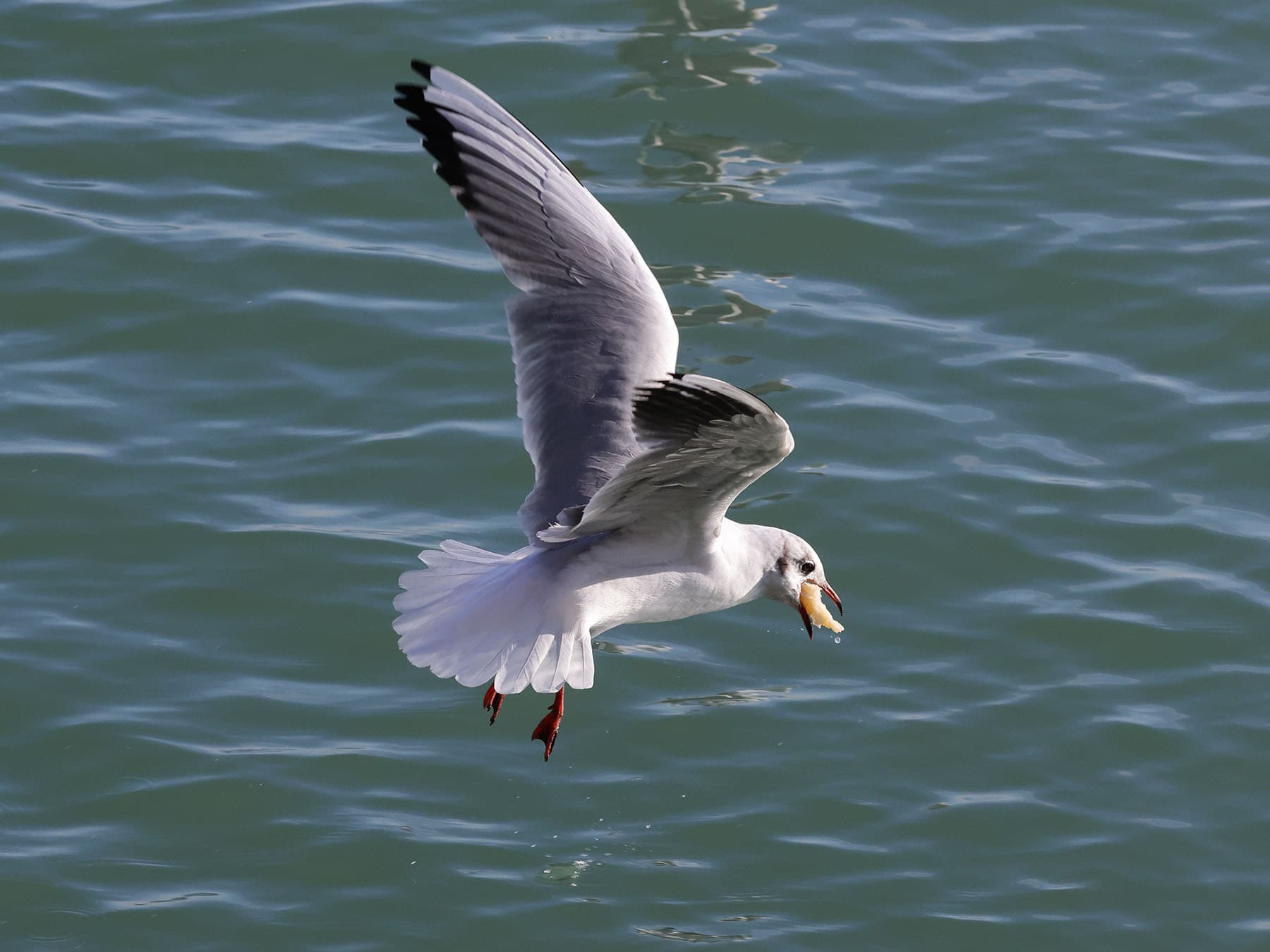Seagull flying eating bread