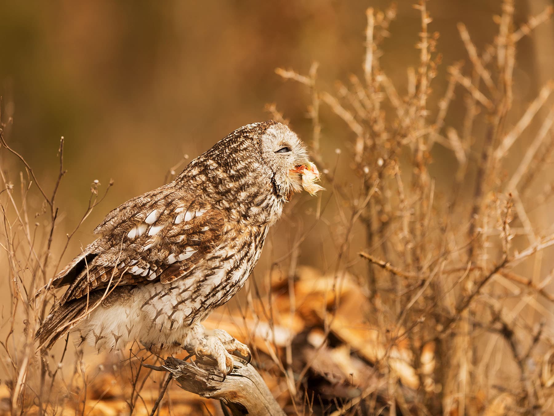 What do tawny owls eat