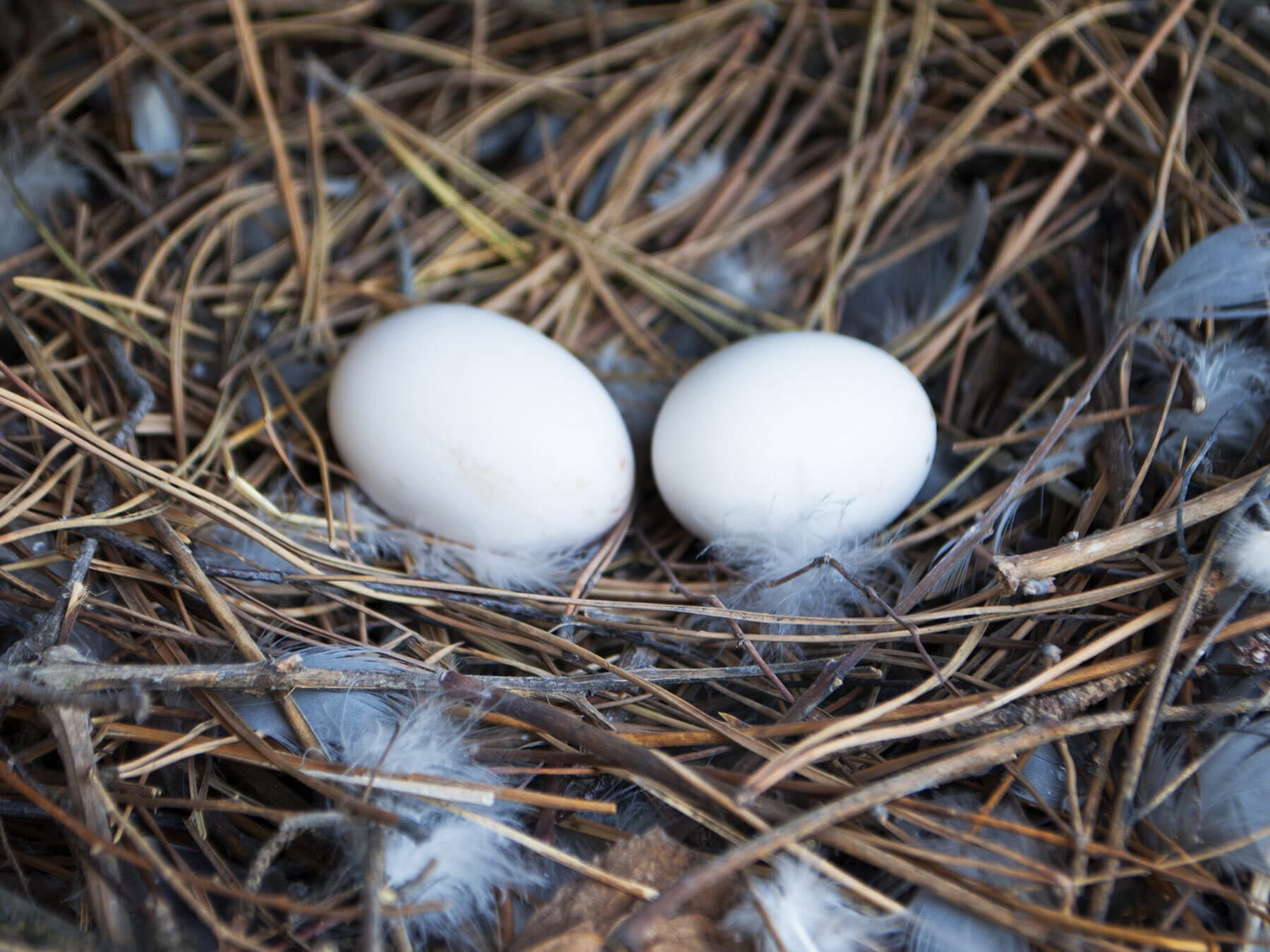 2 pigeon eggs in nest
