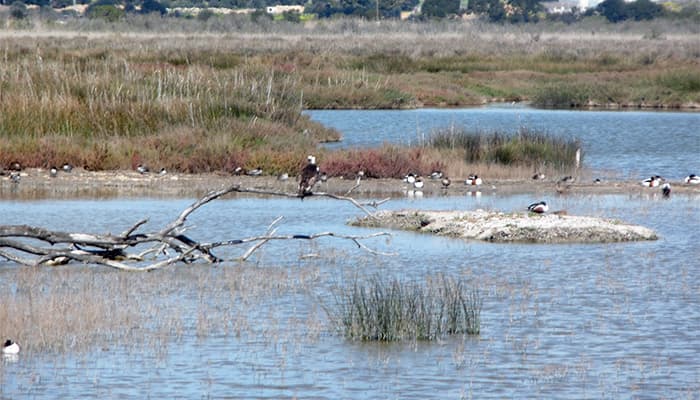 S’Albufera (Parc Natural de s'Albufera)