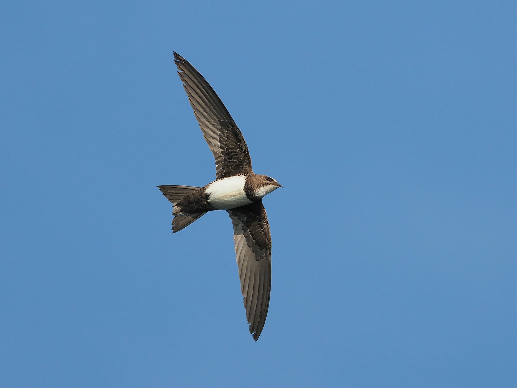 Alpine Swift