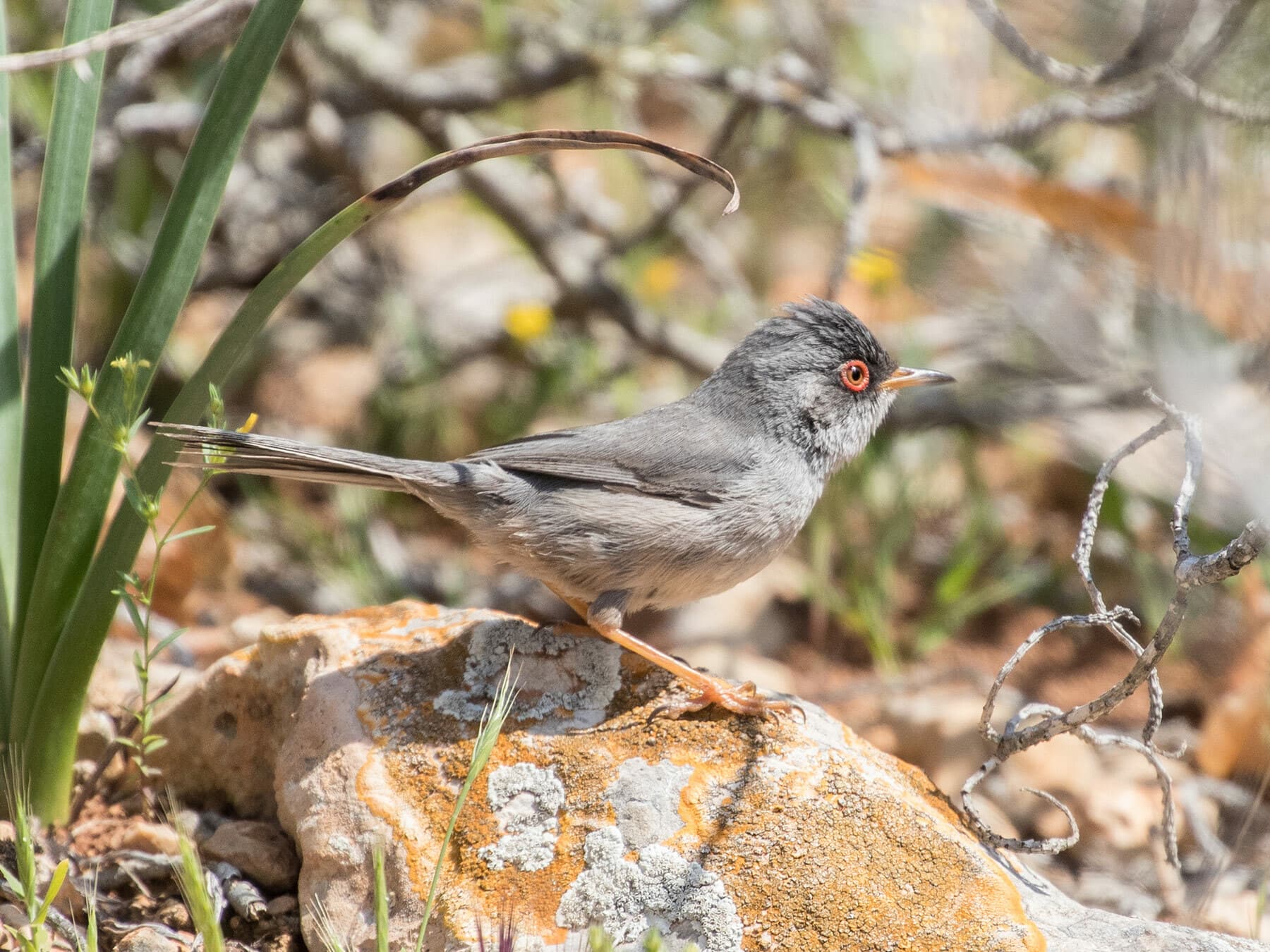 Balearic Warbler