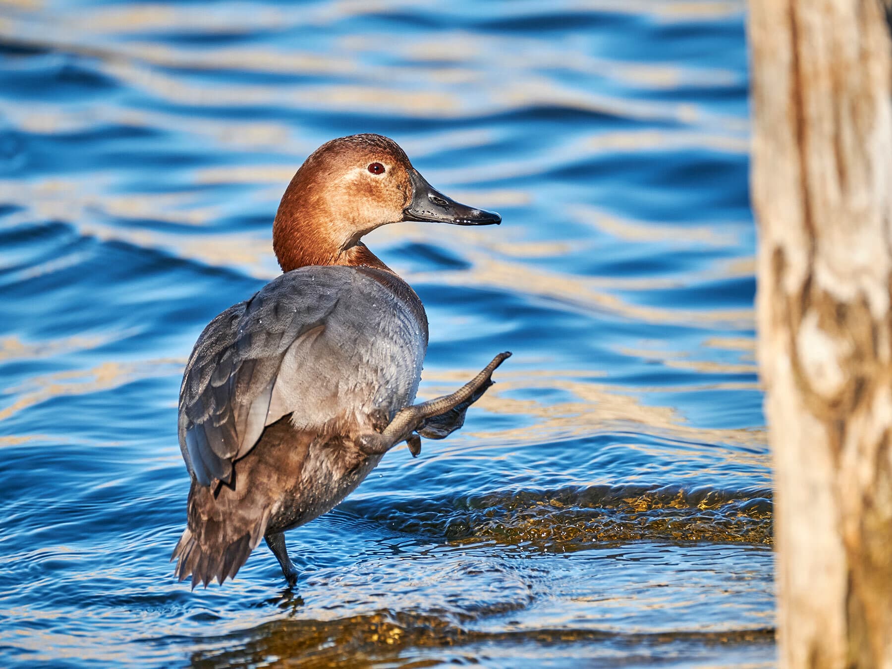 Female Pochard
