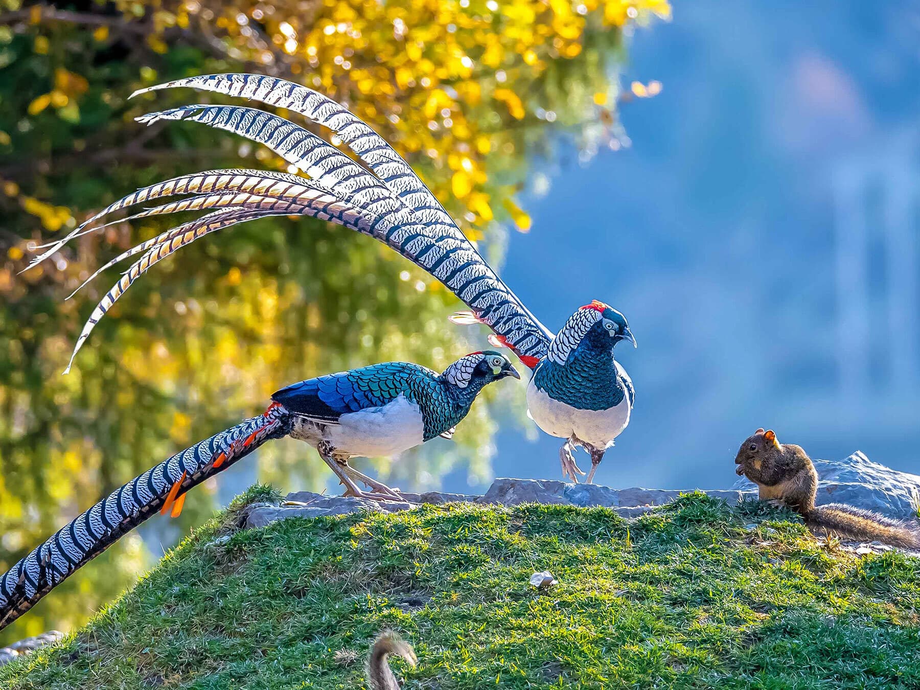 A pair of inquisitive Lady Amherst’s Pheasants looking at a squirrel