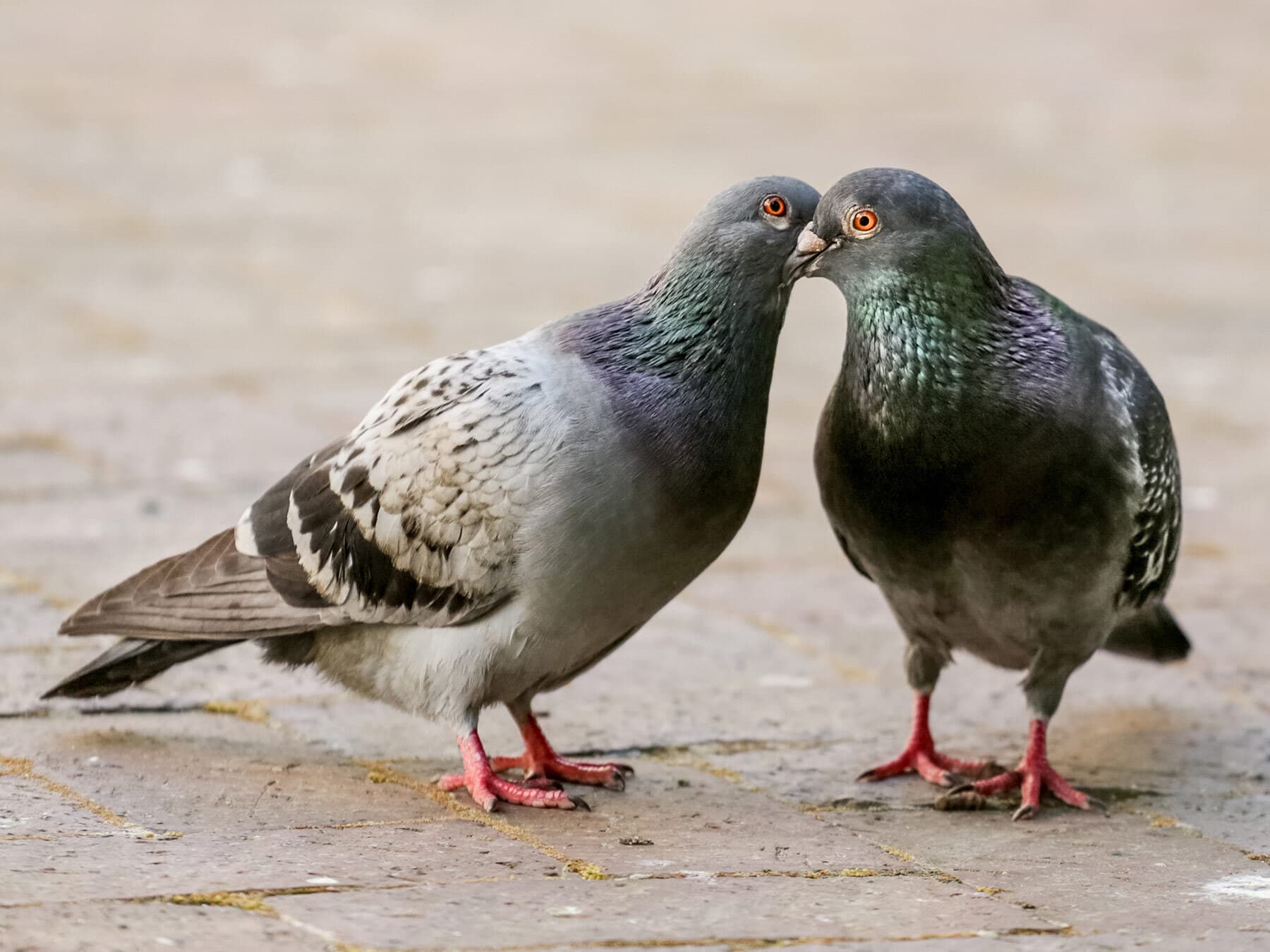 A pair of pigeons