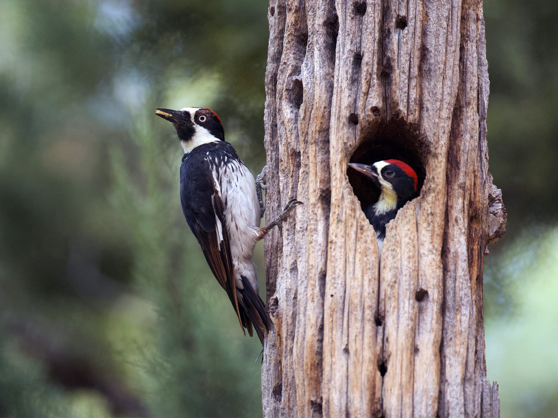 Acorn woodpecker bringing food to the nest to feed its young
