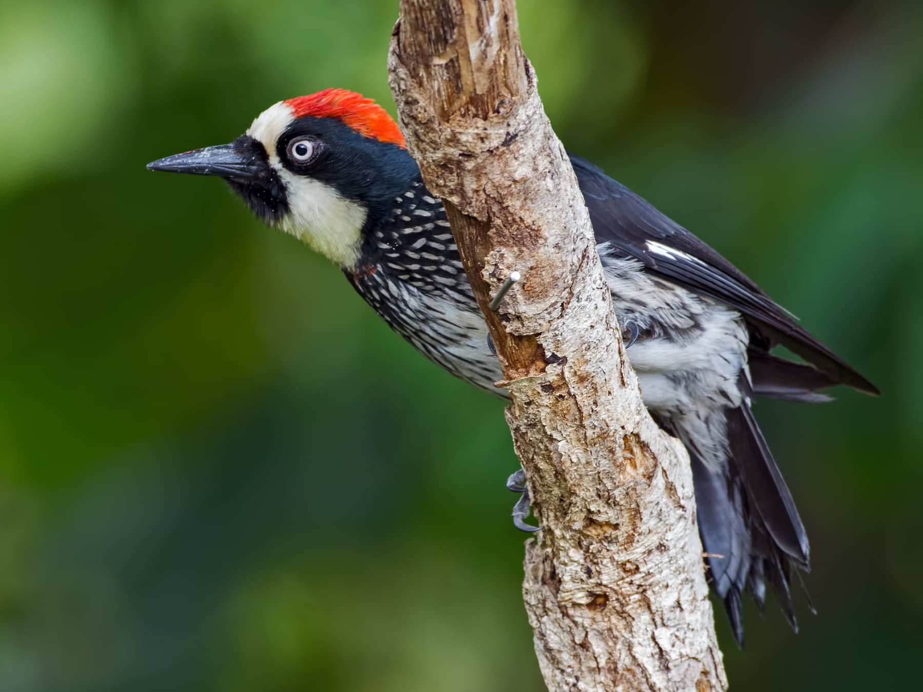 Acorn Woodpecker in forest habiat