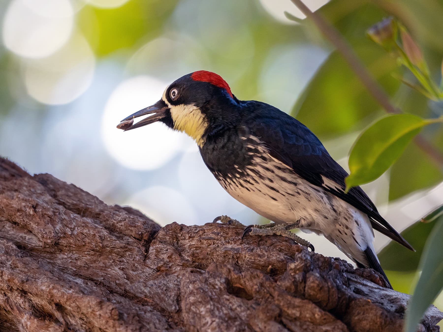 Acorn woodpecker perched in tree feeding on acorns