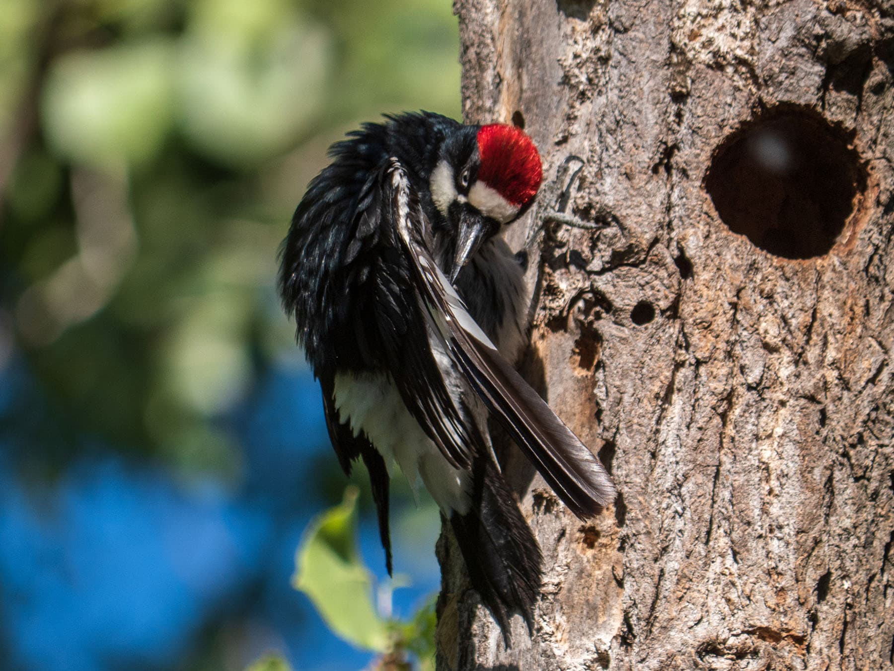 Acorn woodpecker preening outside nest cavity