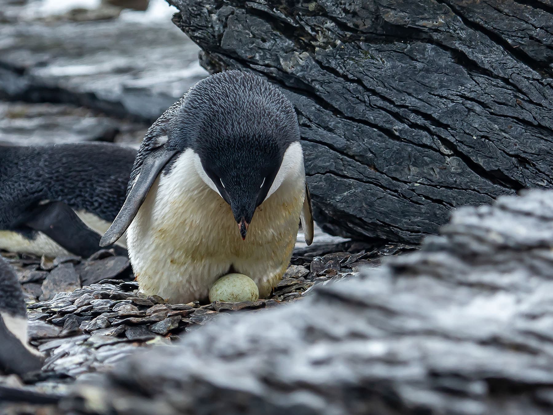 Adélie Penguin with egg