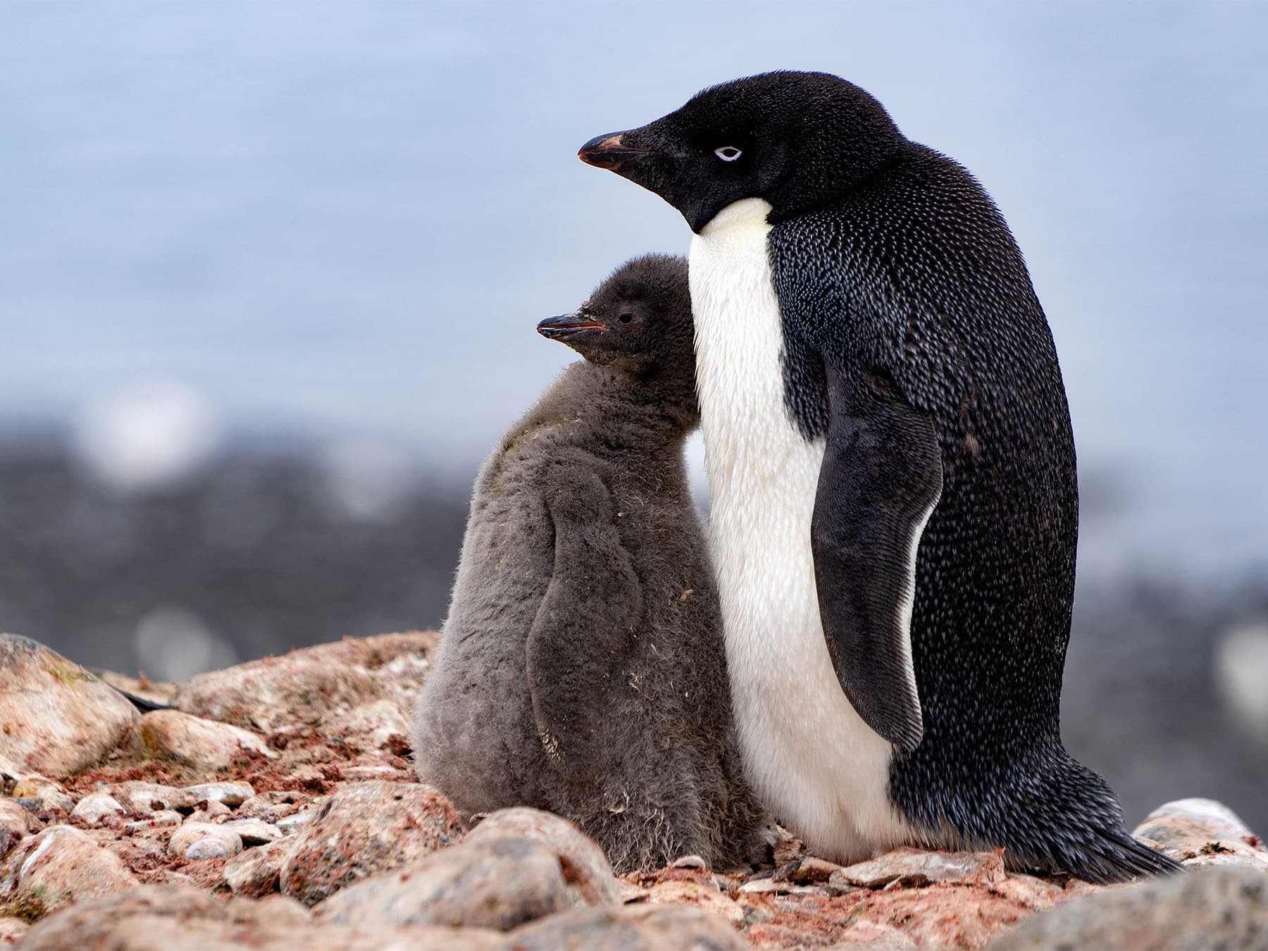 Adelie penguin with fluffy chick in antarctia