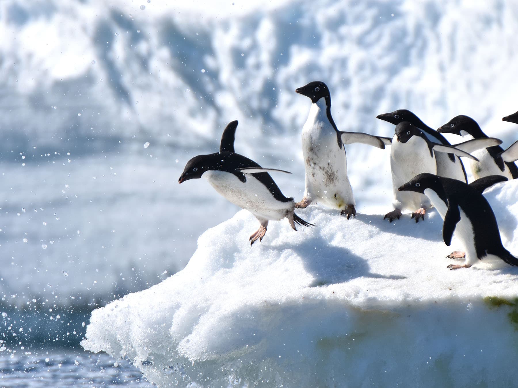 Adelie penguins diving