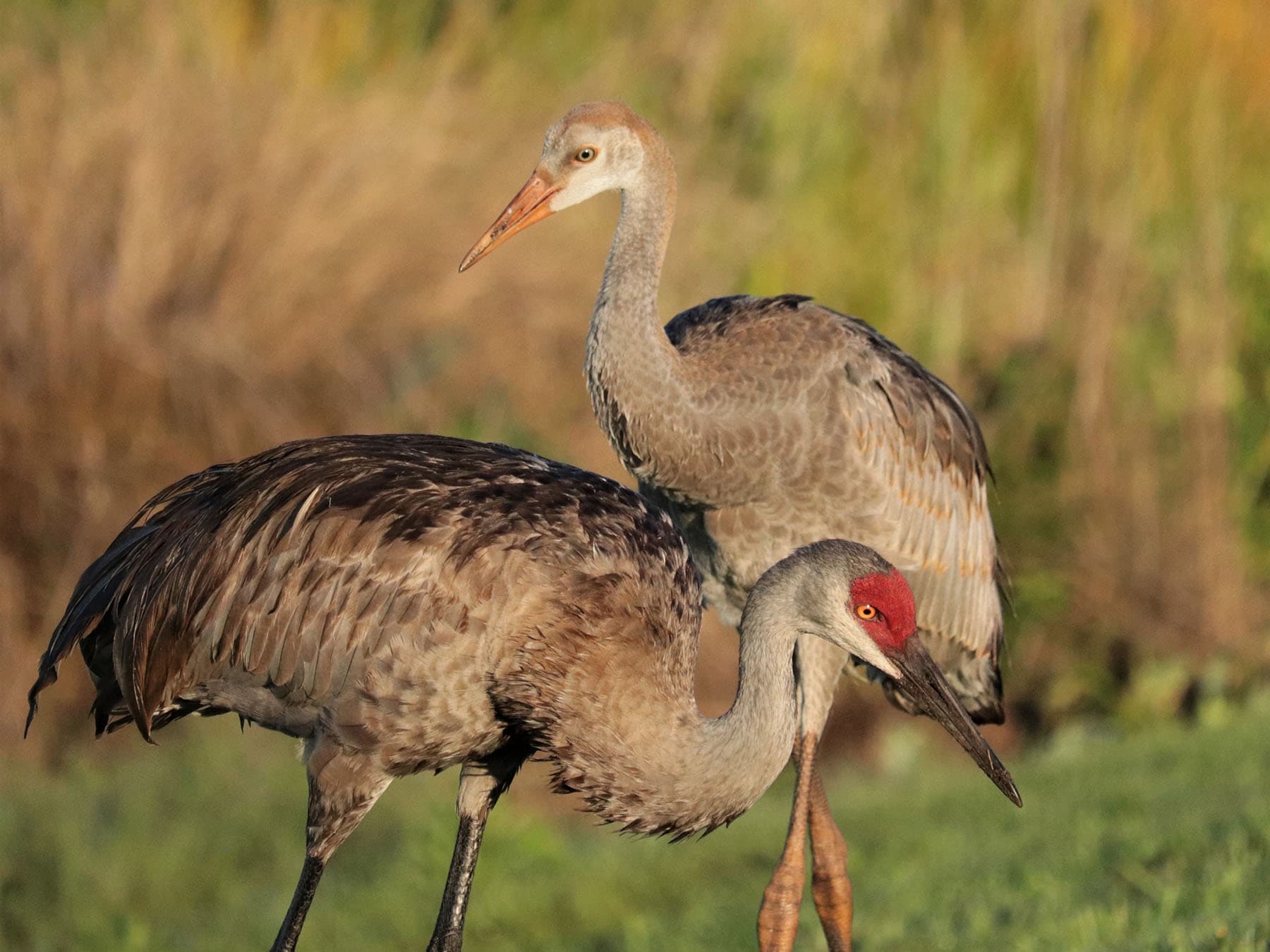 Adult and juvenile sandhill crane
