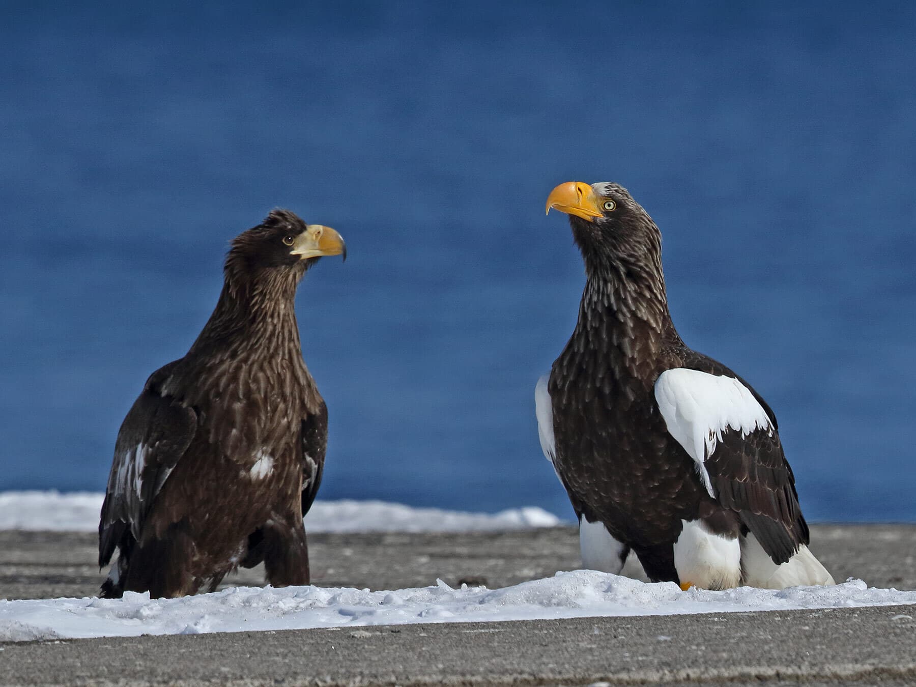 Adult and juvenile Steller’s Sea-Eagle next to one another