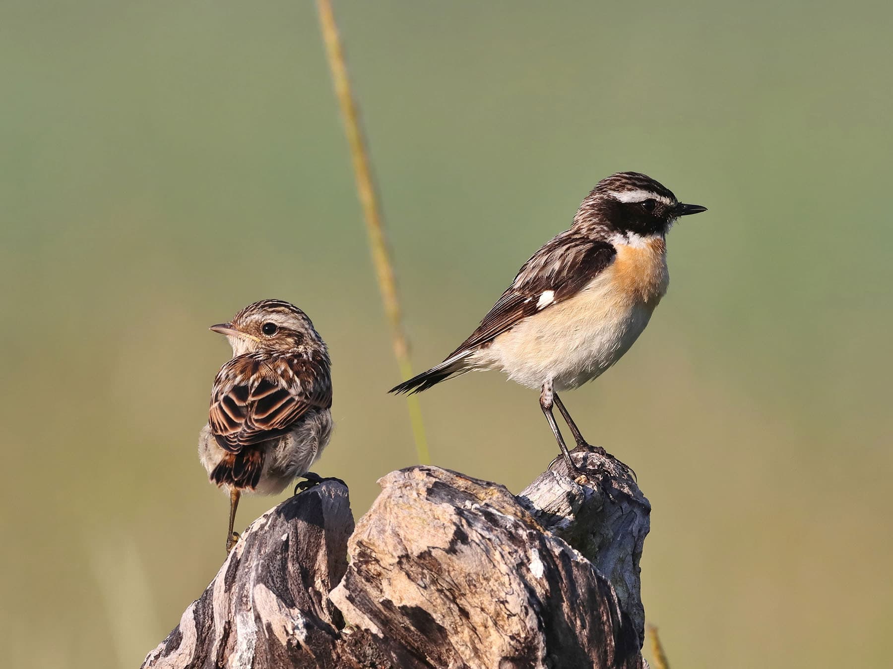 Adult male (right), and juvenile Whinchat - a few days after leaving the nest
