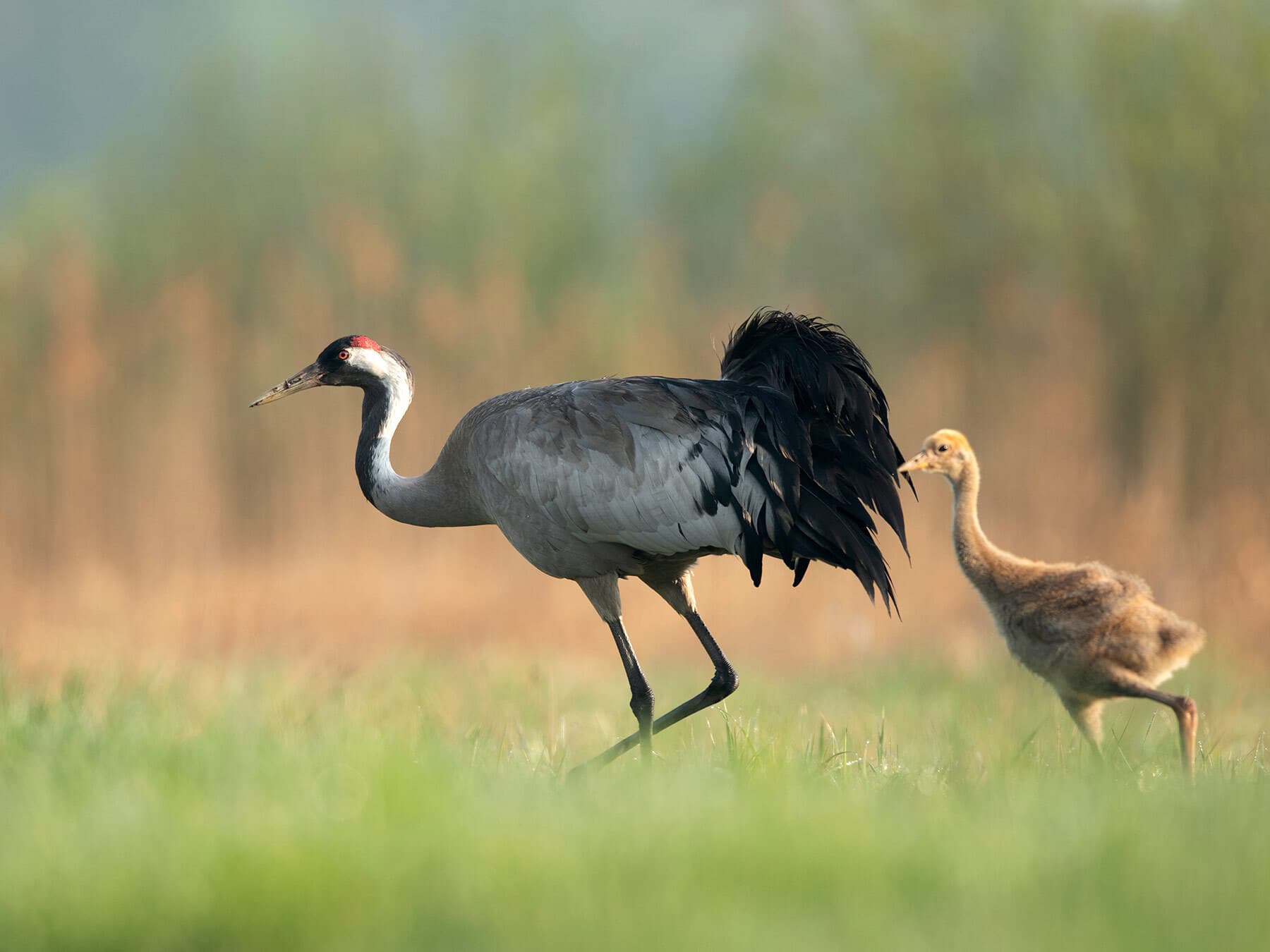 Adult Crane with young